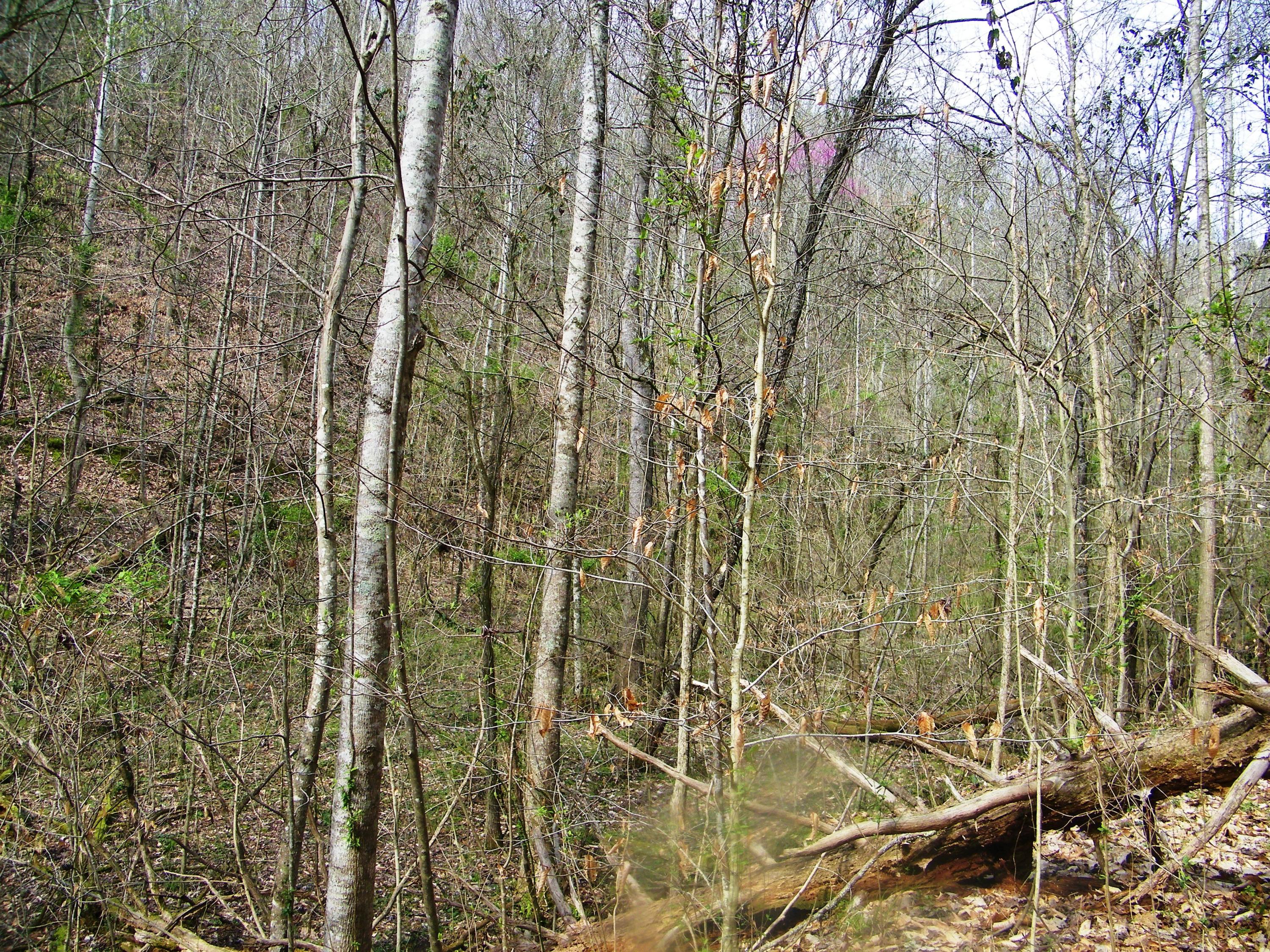 0 Bays Mtn Road Afton, TN 37616 - Photo 37 of 51 106_1533