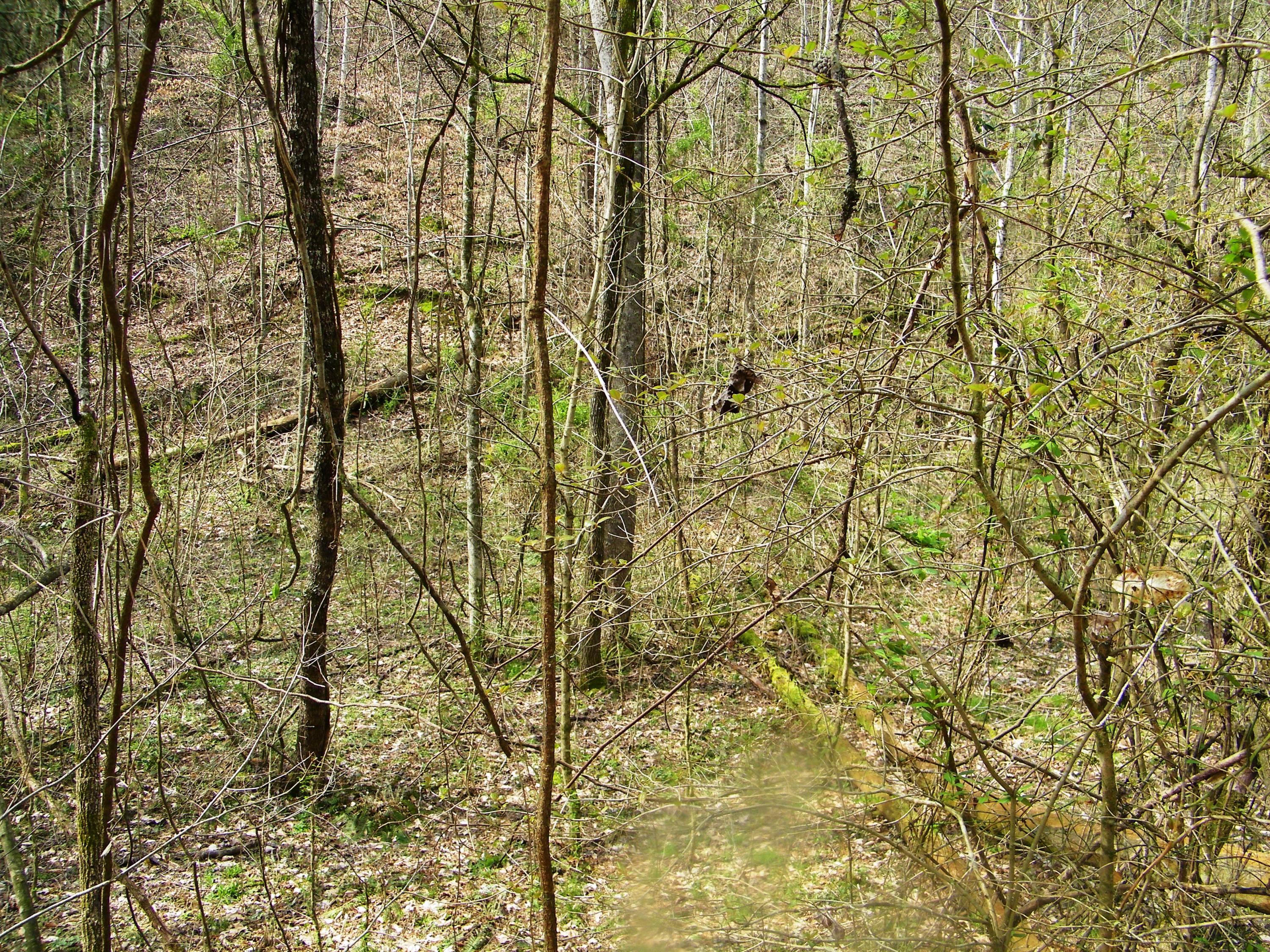 0 Bays Mtn Road Afton, TN 37616 - Photo 38 of 51 106_1535