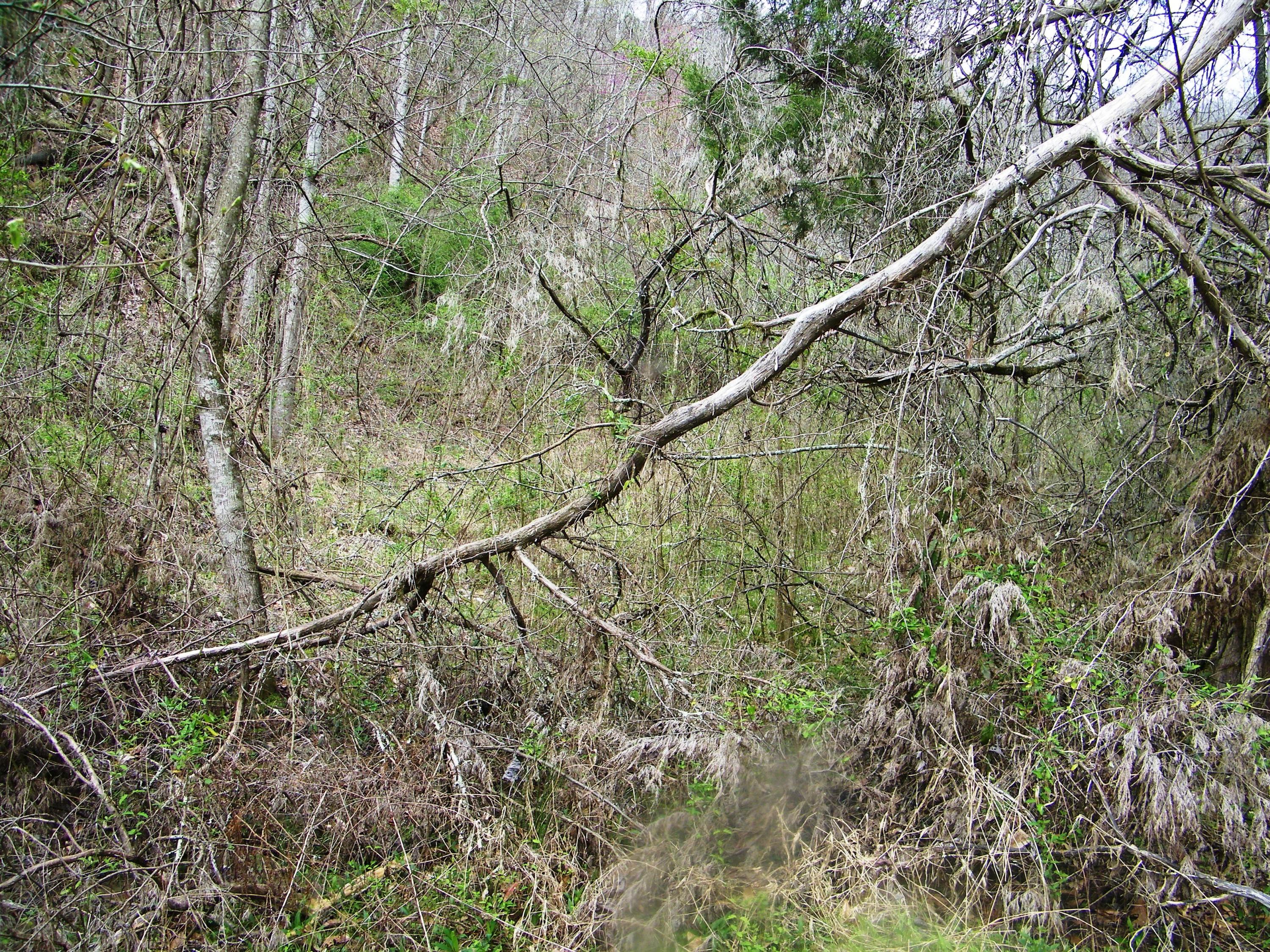 0 Bays Mtn Road Afton, TN 37616 - Photo 40 of 51 106_1541