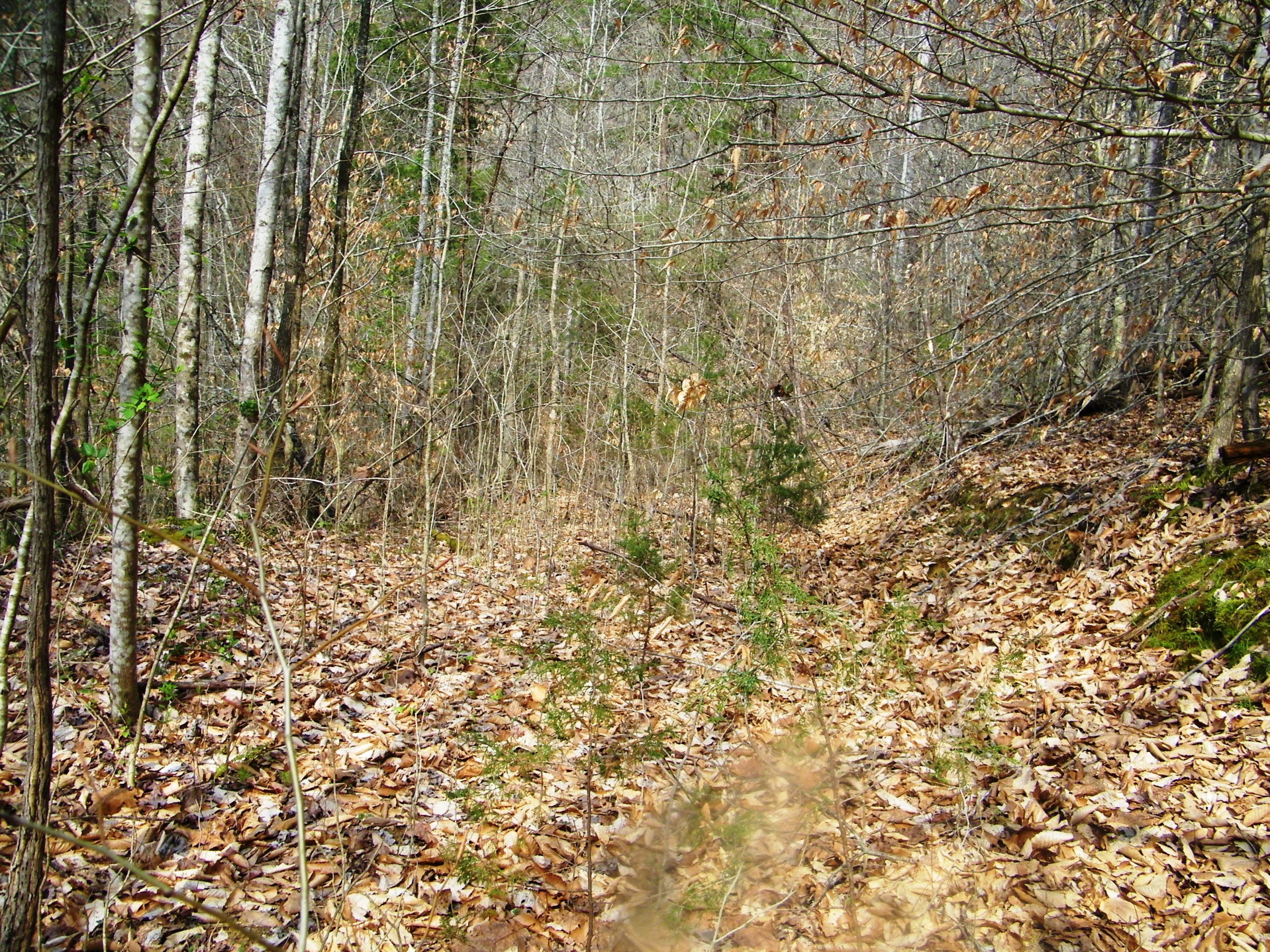 0 Bays Mtn Road Afton, TN 37616 - Photo 42 of 51 106_1544