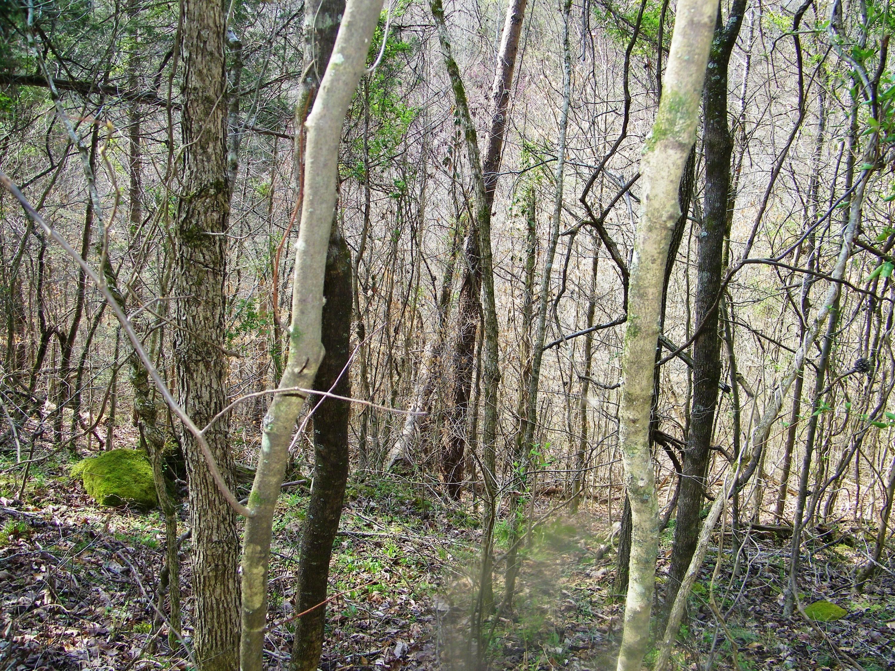 0 Bays Mtn Road Afton, TN 37616 - Photo 43 of 51 106_1547