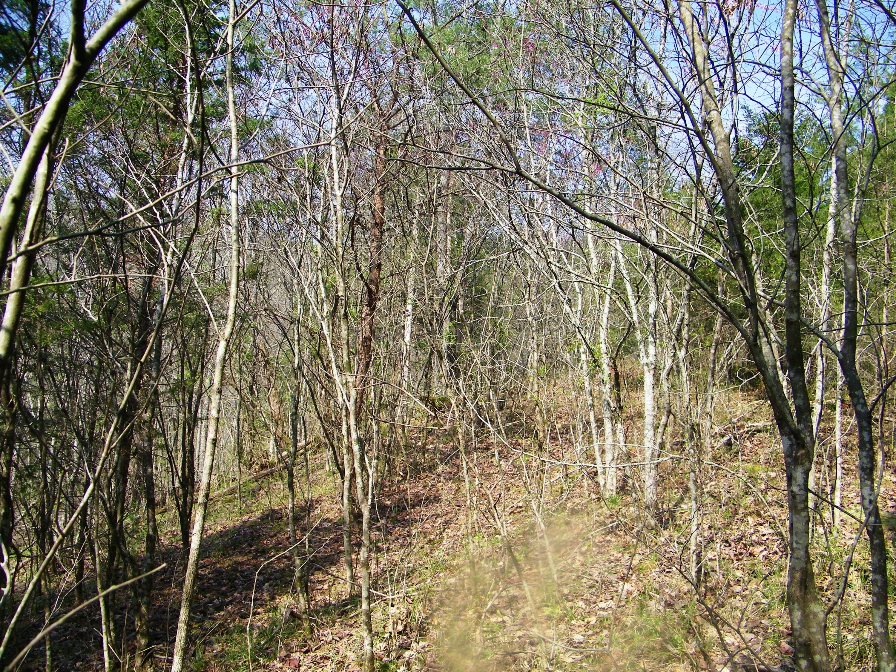 0 Bays Mtn Road Afton, TN 37616 - Photo 46 of 51 106_1552