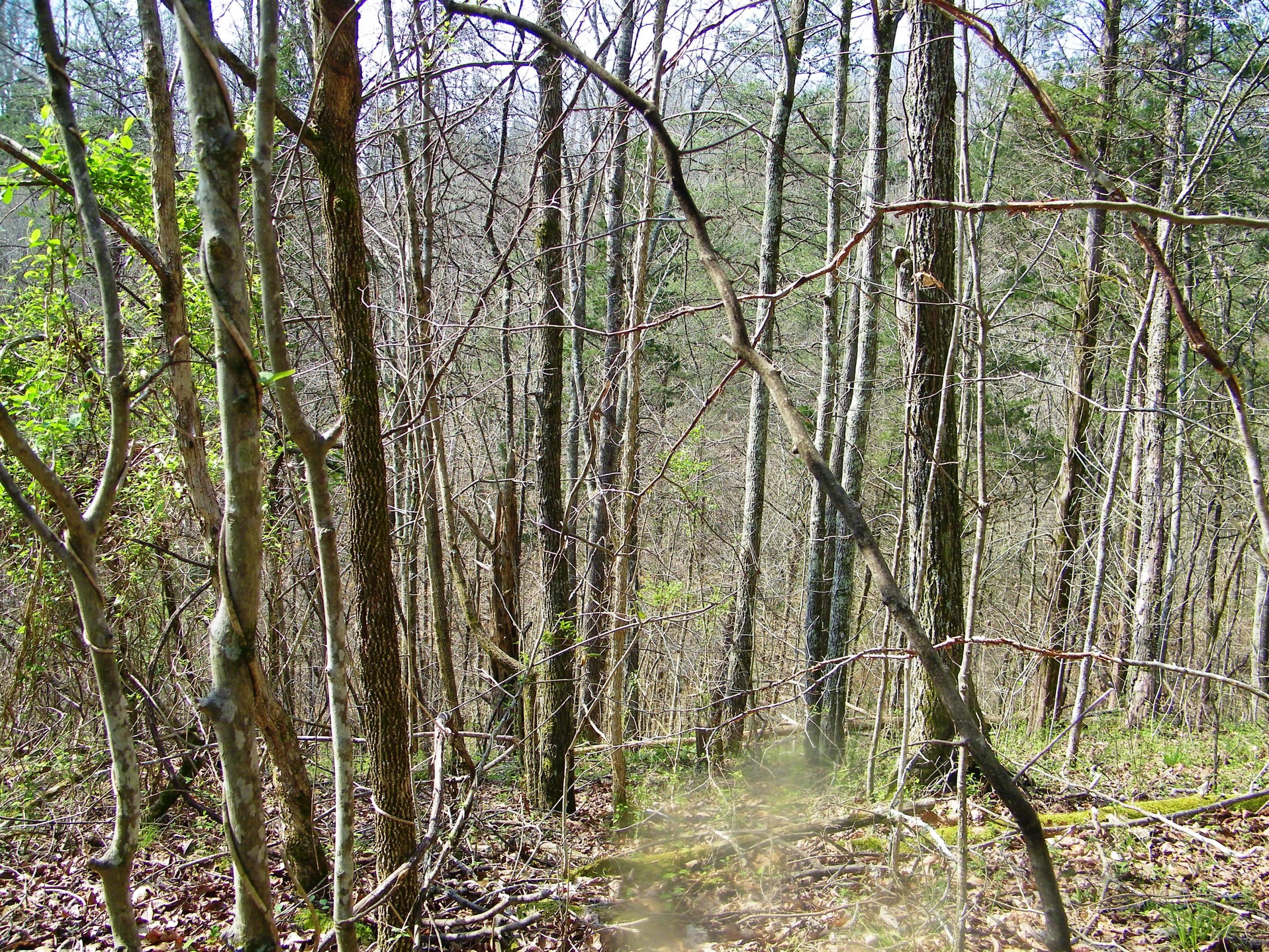 0 Bays Mtn Road Afton, TN 37616 - Photo 49 of 51 106_1557