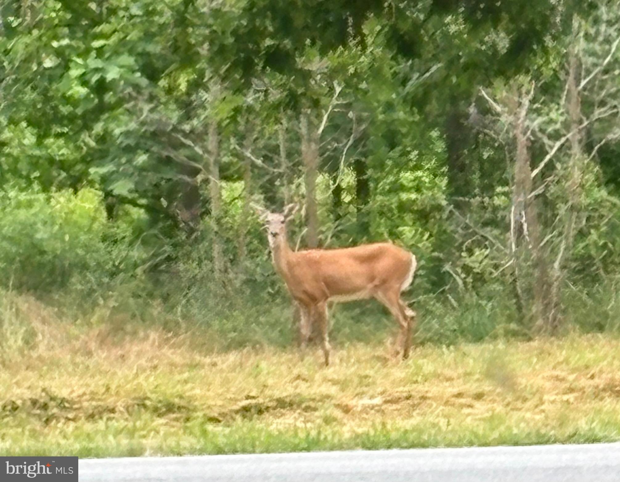 241 White Marsh Road Centreville, MD 21617 - Photo 44 of 47