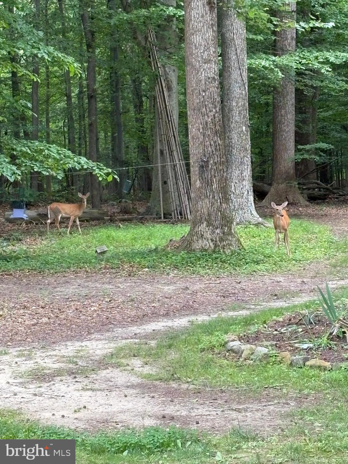 241 White Marsh Road Centreville, MD 21617 - Photo 45 of 47