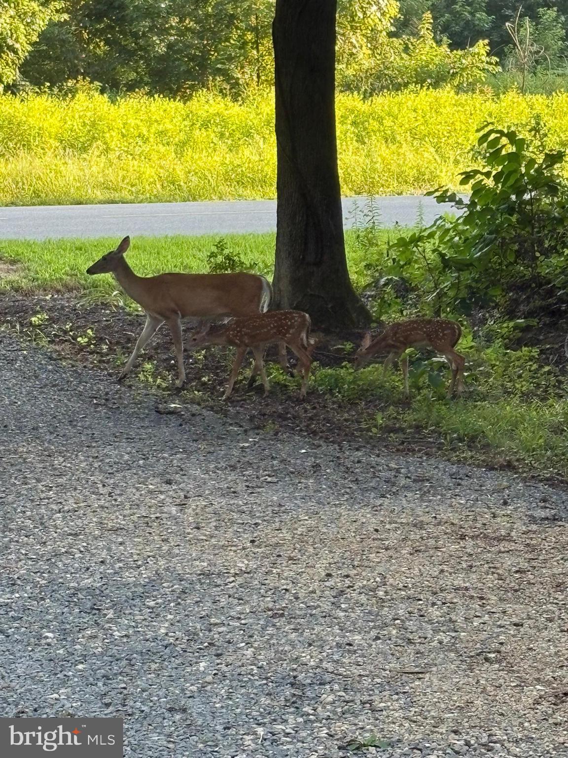 241 White Marsh Road Centreville, MD 21617 - Photo 47 of 47