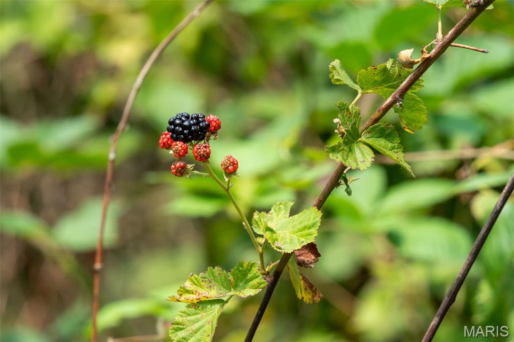 2073 Hickory Ridge Road Union, MO 63084 - Photo 79 of 95