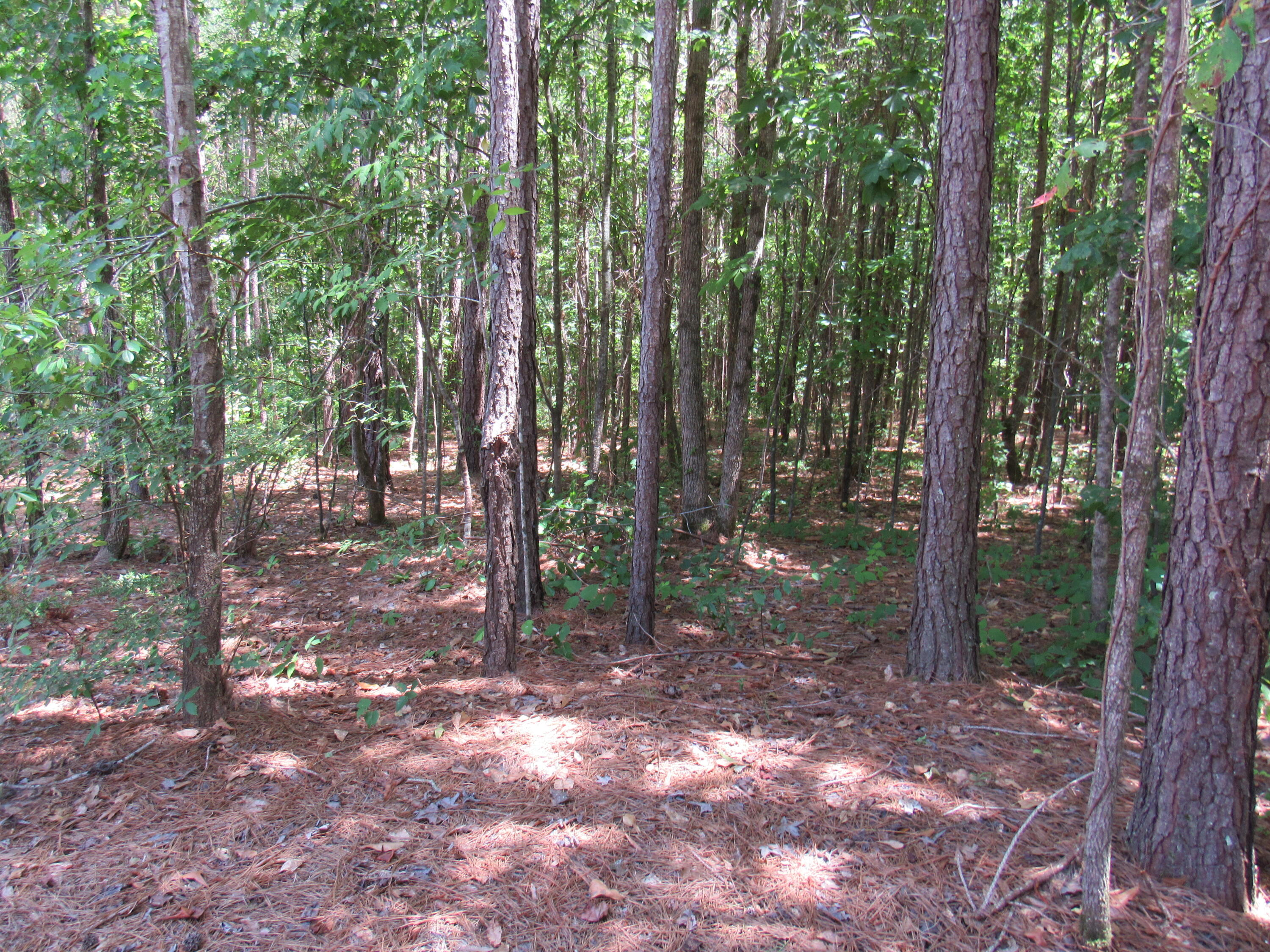 7 Riley Road Edgefield, SC 29824 - Photo 14 of 42 IMG_1971