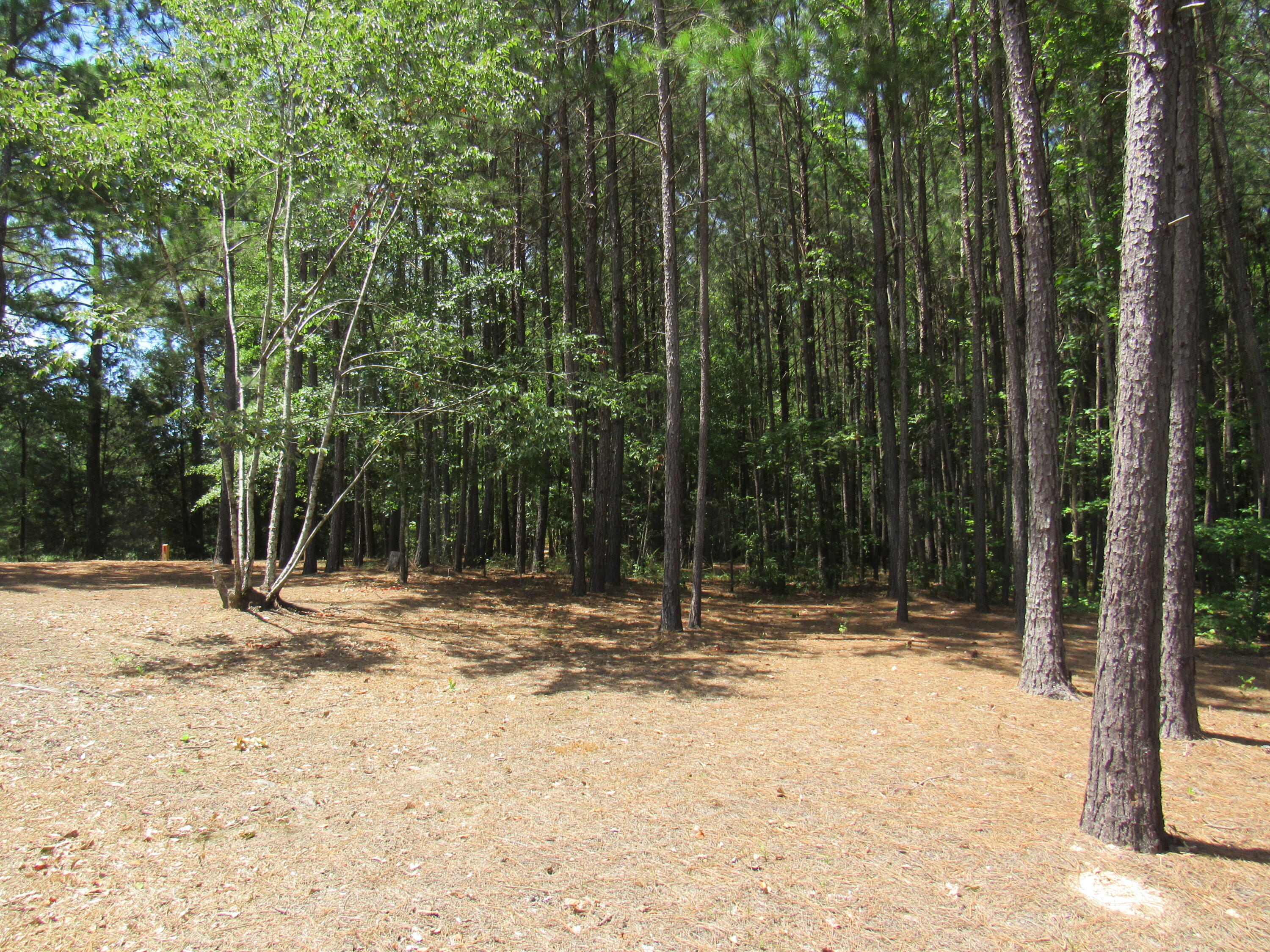 7 Riley Road Edgefield, SC 29824 - Photo 21 of 42 IMG_1982