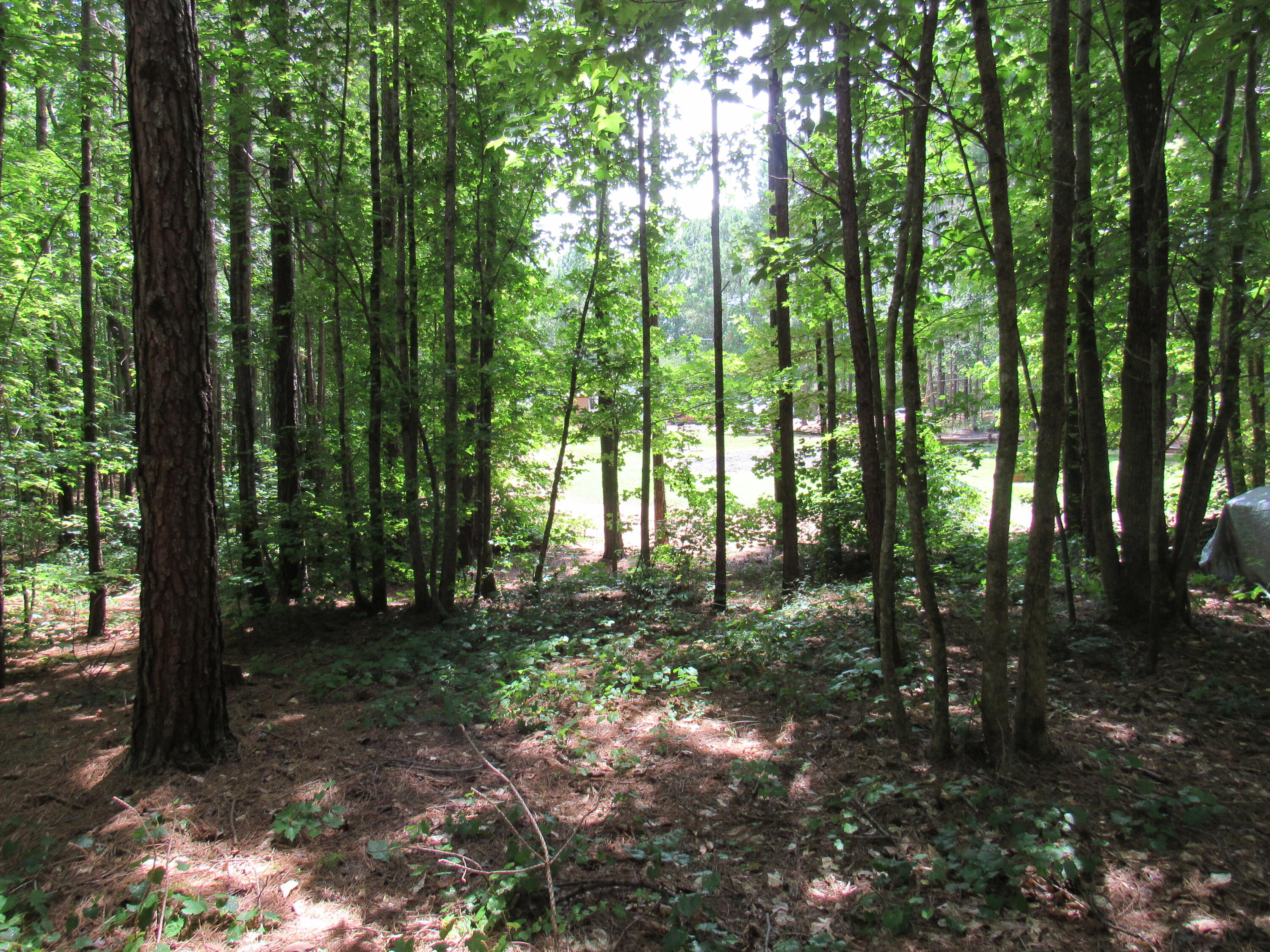 7 Riley Road Edgefield, SC 29824 - Photo 27 of 42 IMG_1999