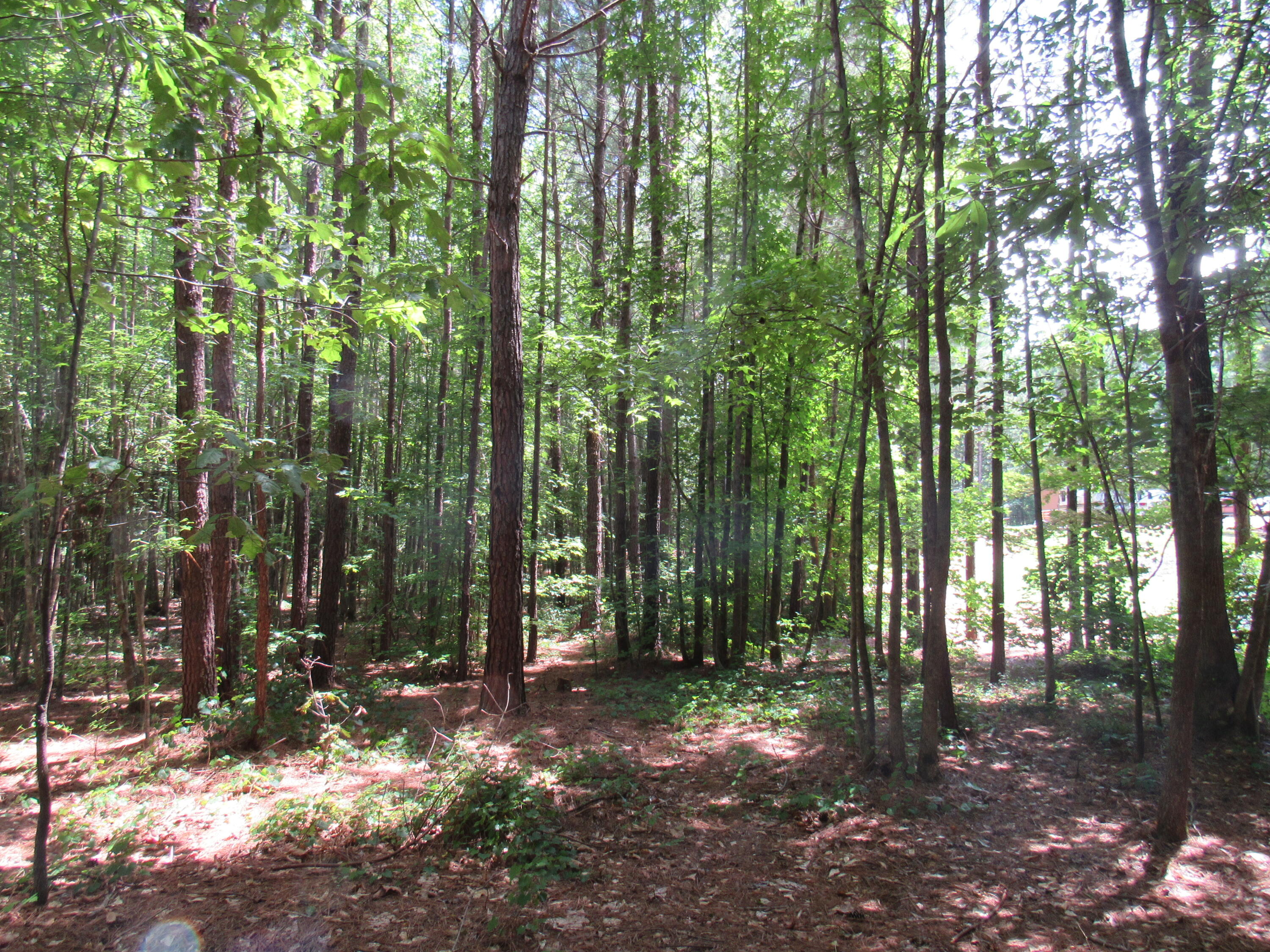 7 Riley Road Edgefield, SC 29824 - Photo 29 of 42 IMG_1998