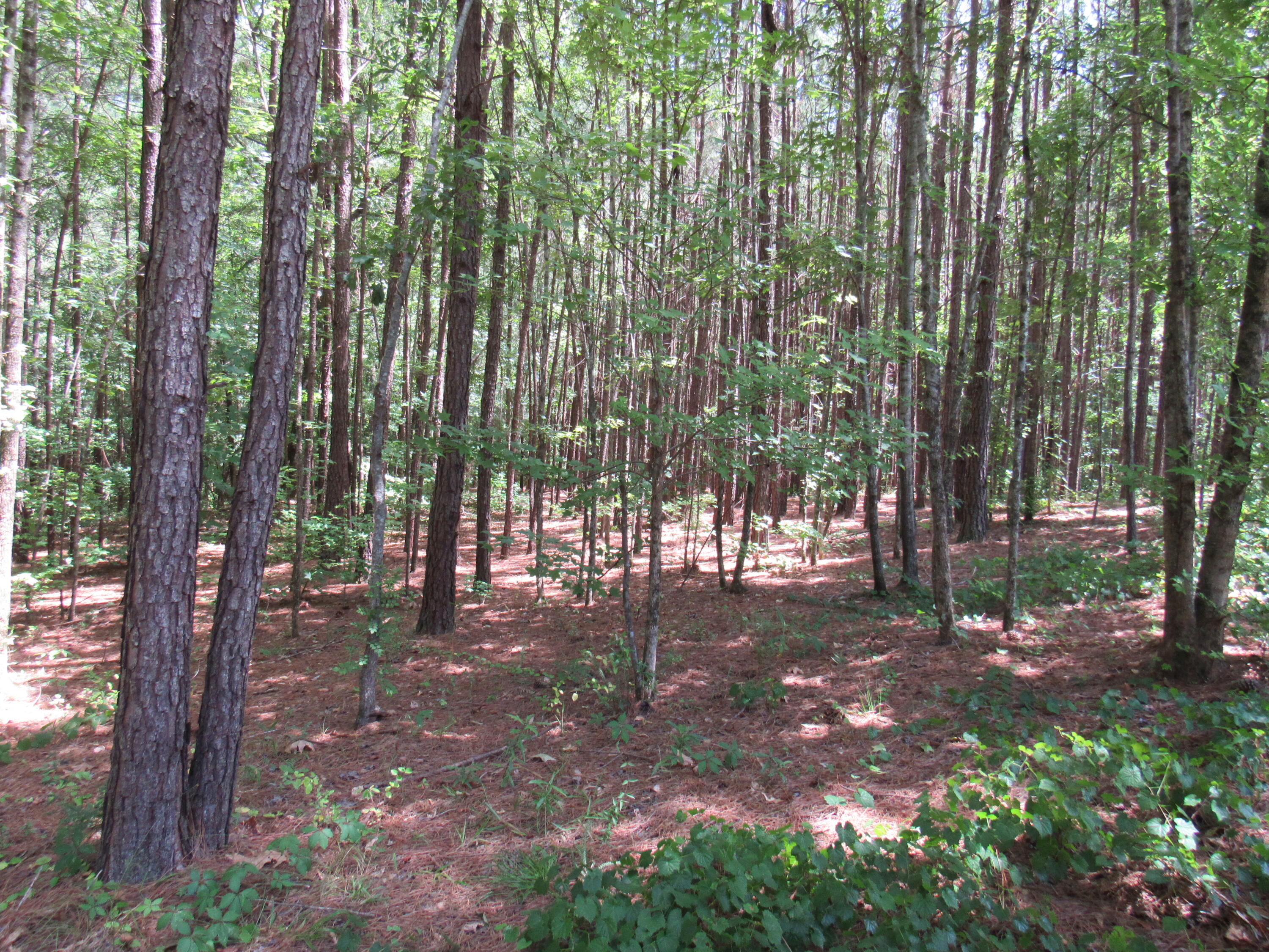 7 Riley Road Edgefield, SC 29824 - Photo 3 of 42 IMG_1987