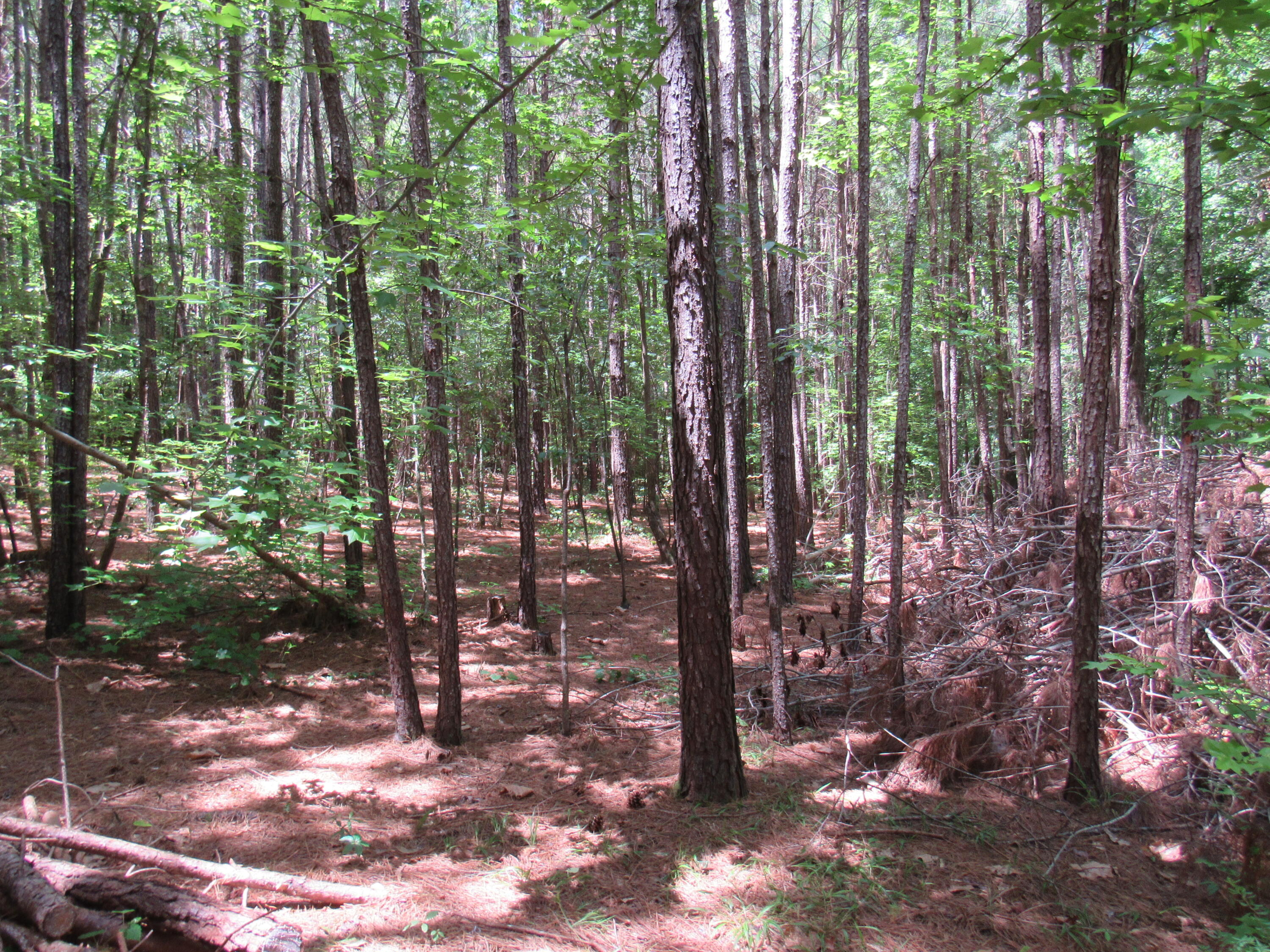 7 Riley Road Edgefield, SC 29824 - Photo 36 of 42 IMG_2012