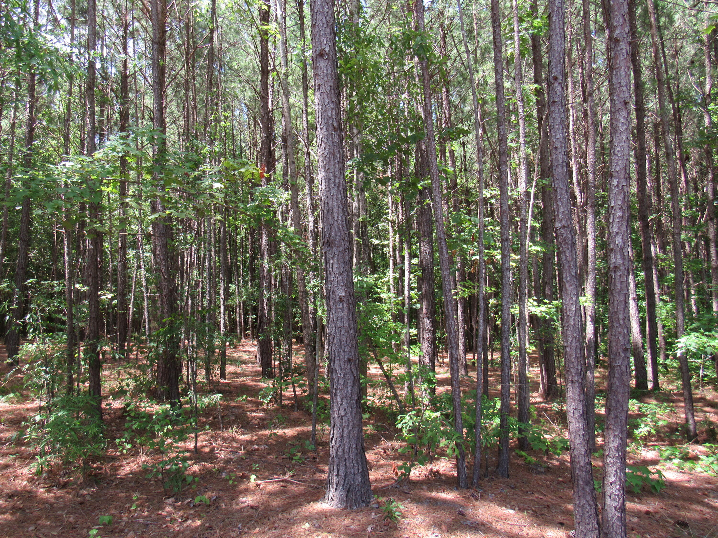 7 Riley Road Edgefield, SC 29824 - Photo 37 of 42 IMG_2022