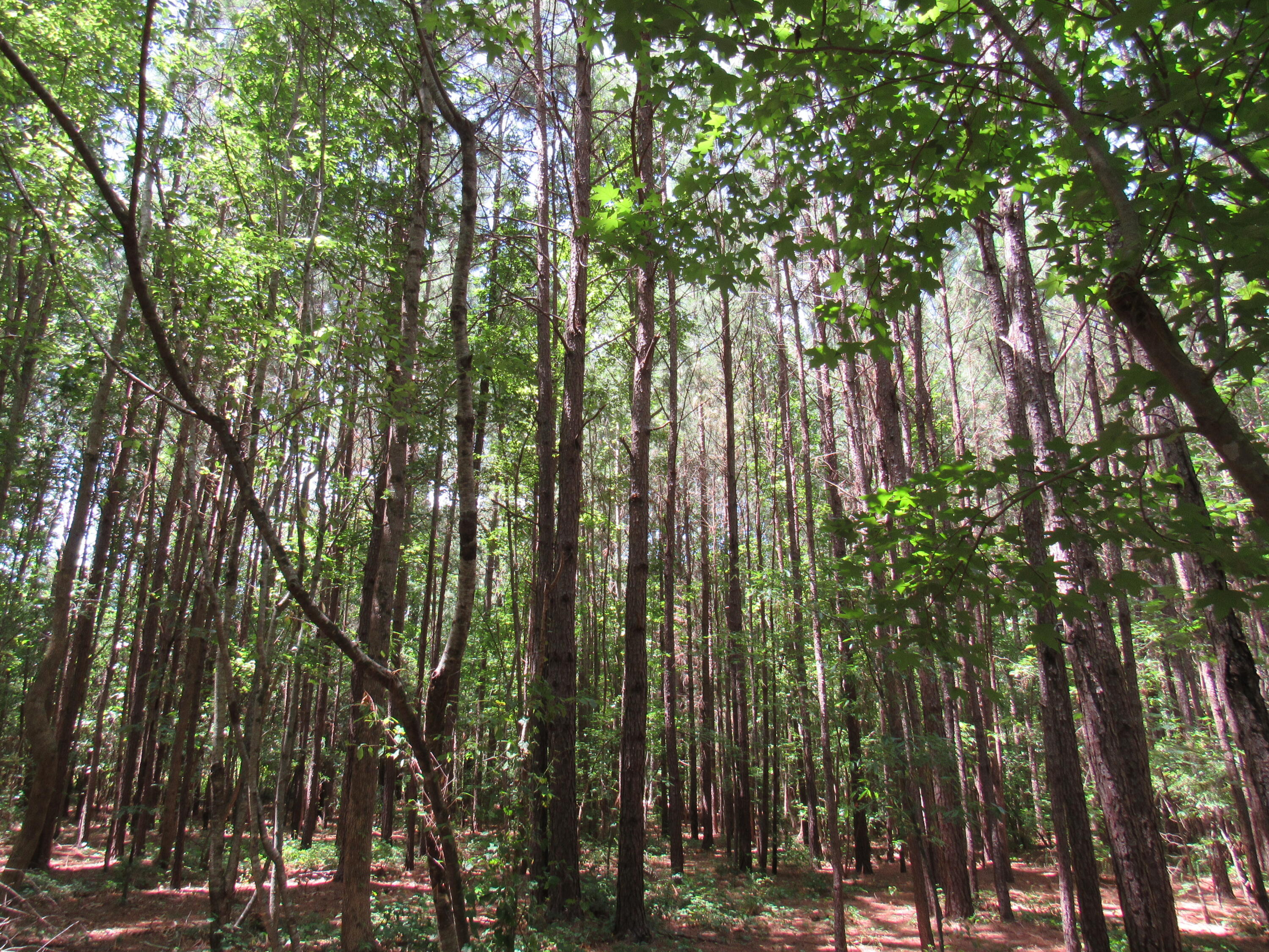 7 Riley Road Edgefield, SC 29824 - Photo 6 of 42 IMG_2013