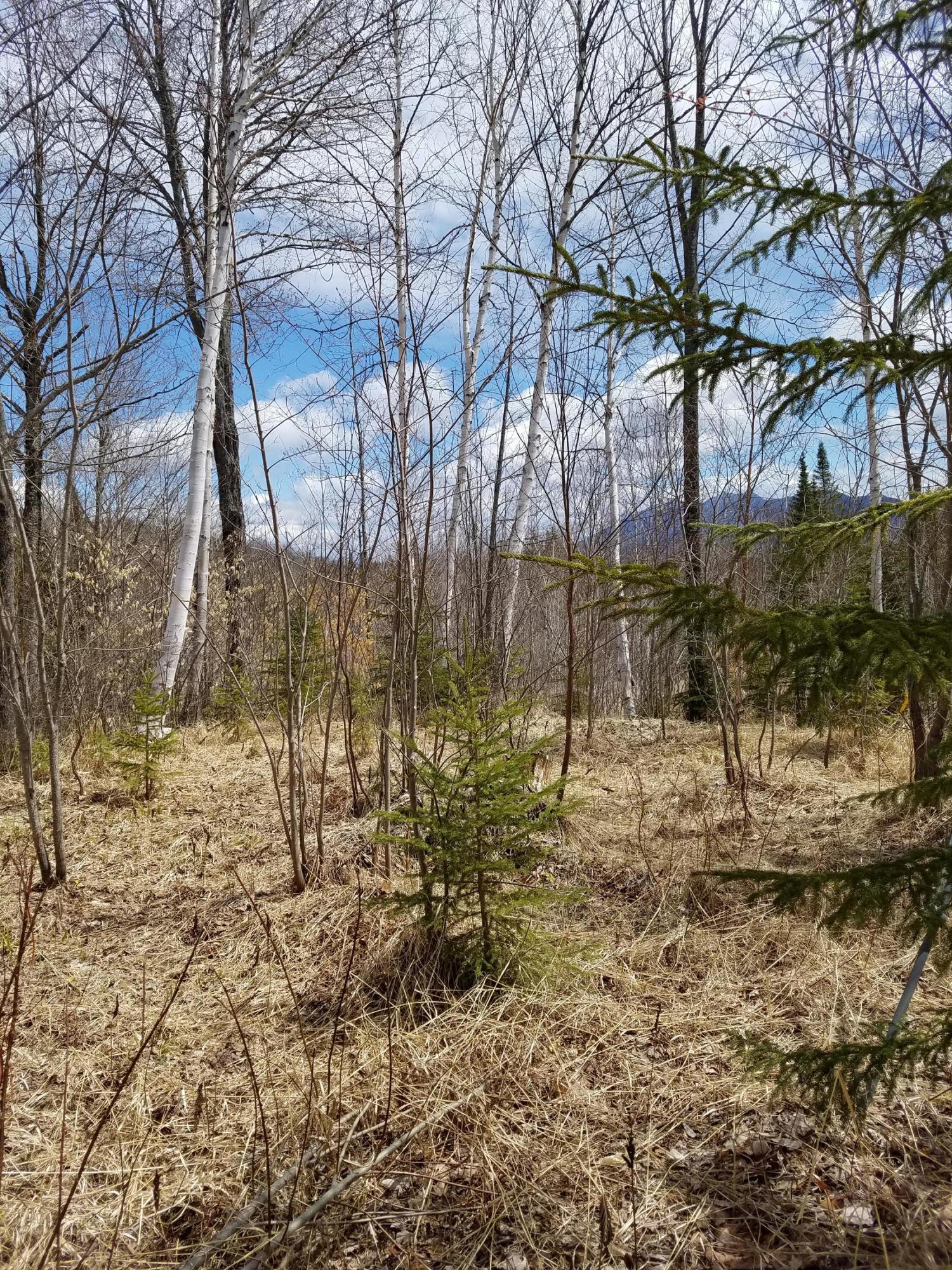 Lot 60 Axis Mundi Road Eustis, ME 04936 - Photo 6 of 8 1.86 Acres