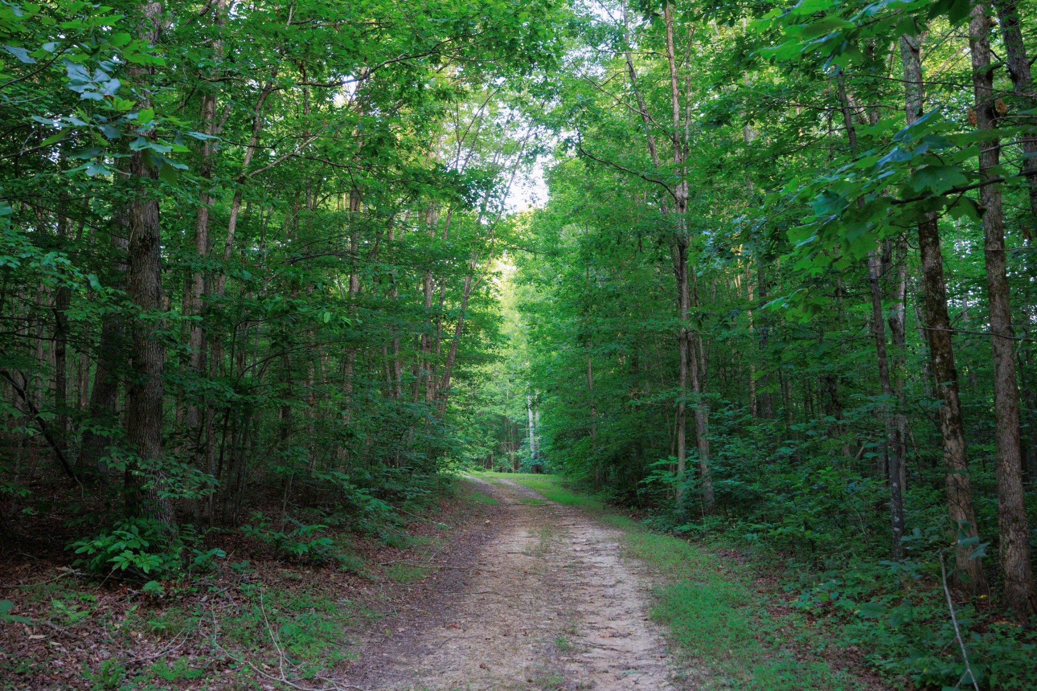 1075 Linville Road Lawrenceburg, TN 38464 - Photo 44 of 52 Peace and tranquility brought to you by NATURE out your own front door!