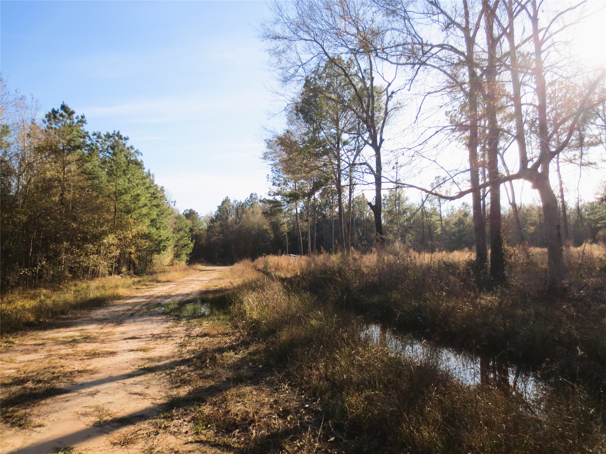 12 Acres Off W Relza Road Splendora, TX 77372 - Photo 5 of 6 a view of mountain view with lots of trees
