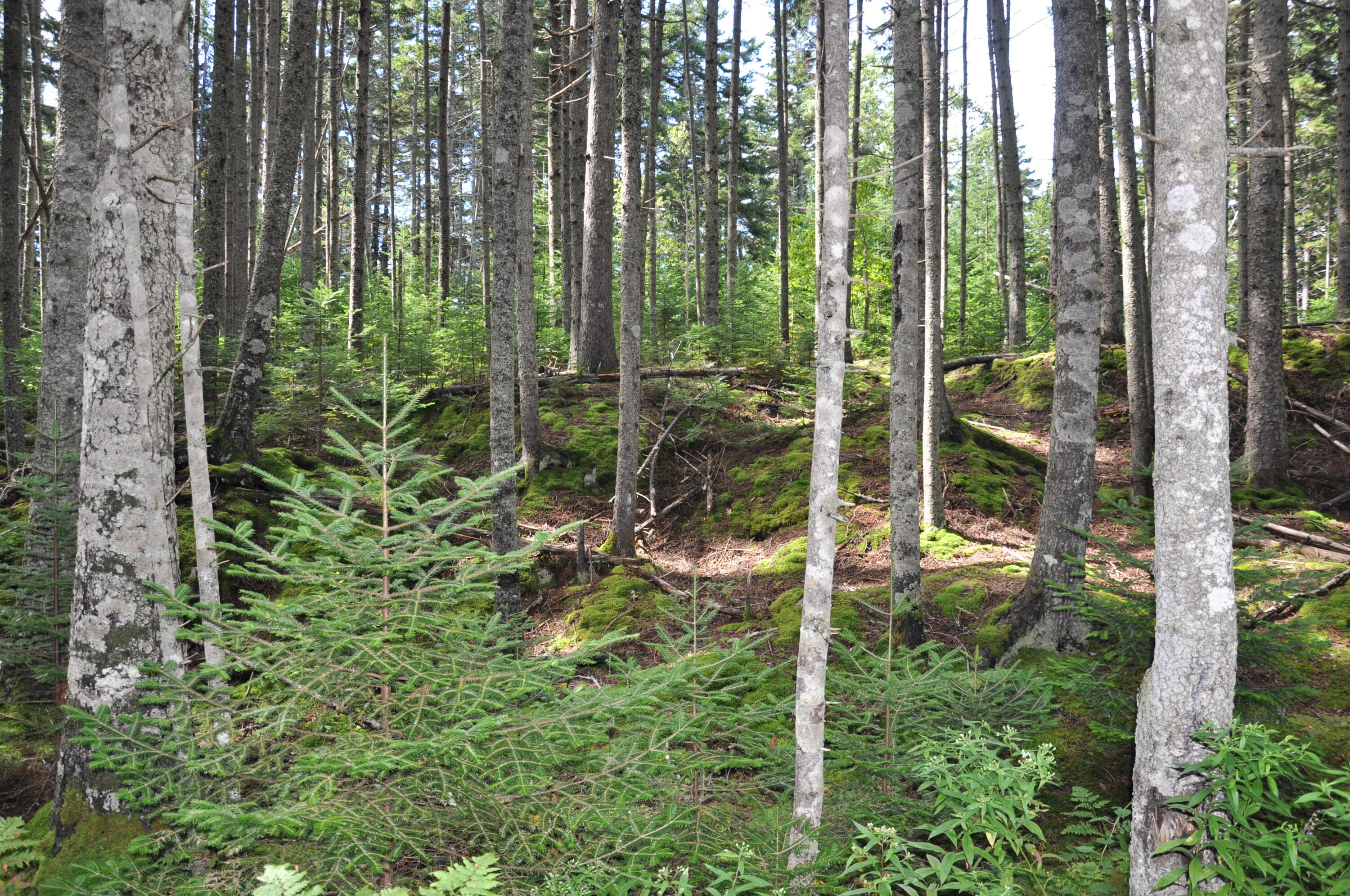 93 D Kingfisher Road New Harbor, ME 04554 - Photo 1 of 13 DSC_1021