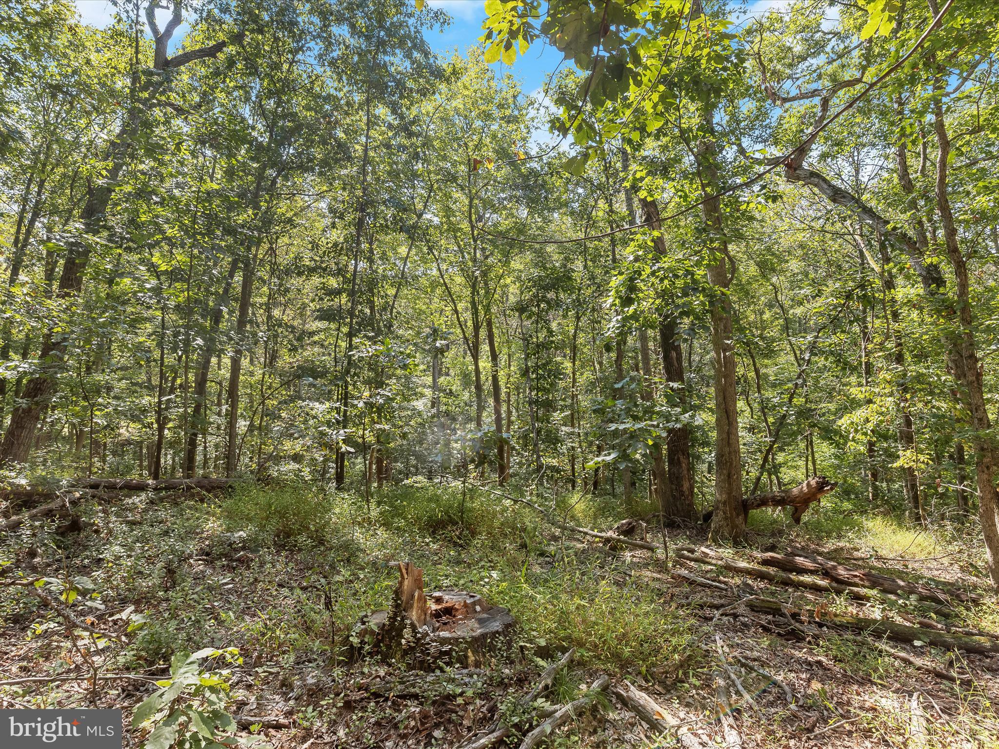 Silver Run Valley Westminster, MD 21158 - Photo 12 of 33 a view of a yard with plants and tree