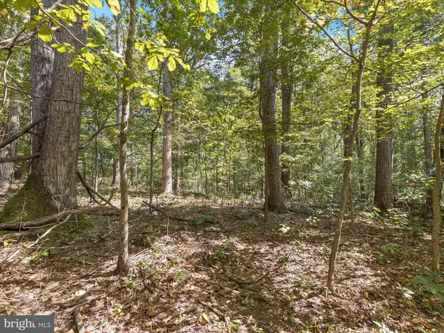 a view of a yard with plants and trees