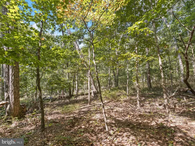 a view of a yard with a trees