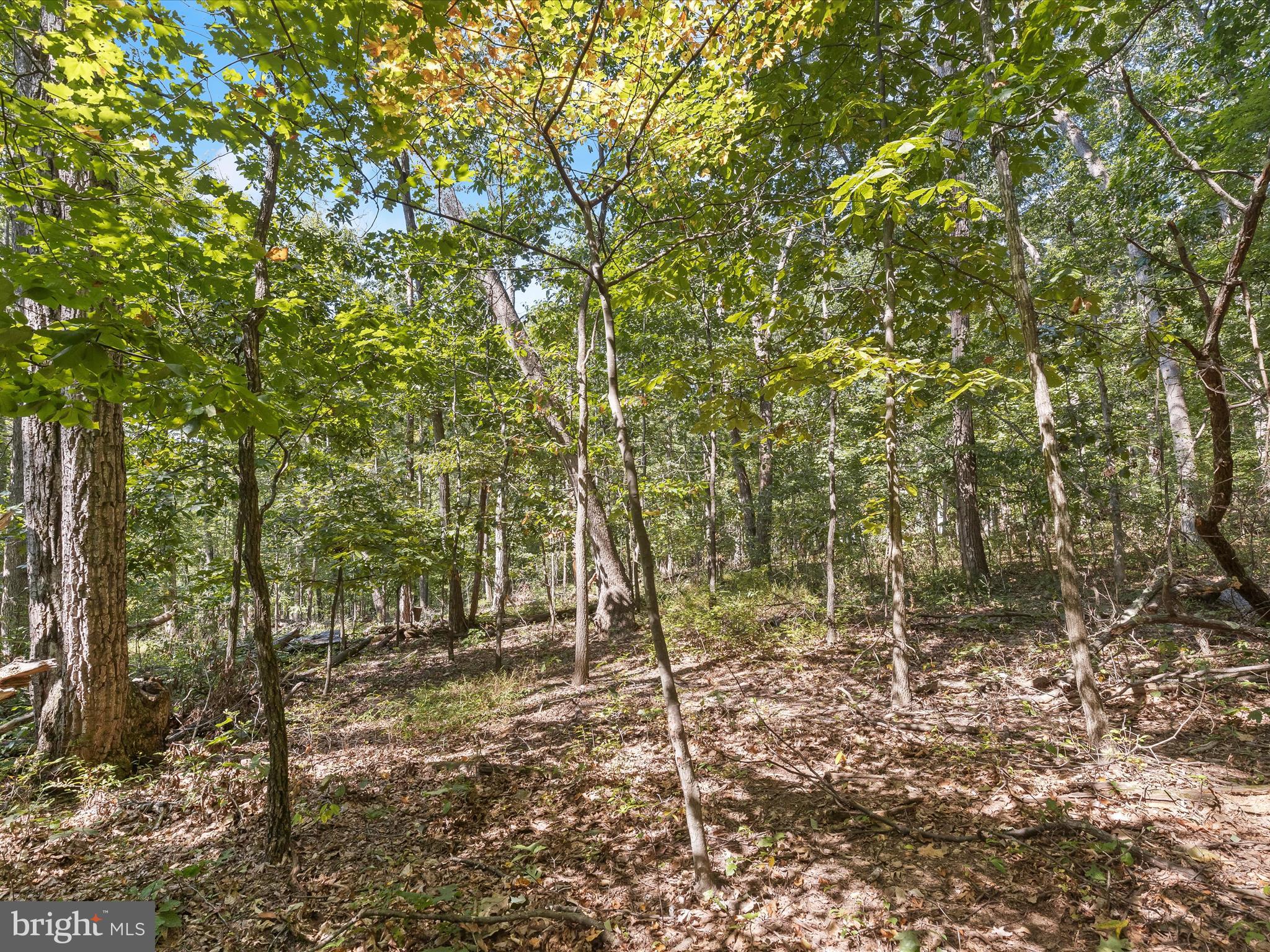 Silver Run Valley Westminster, MD 21158 - Photo 14 of 33 a view of a forest