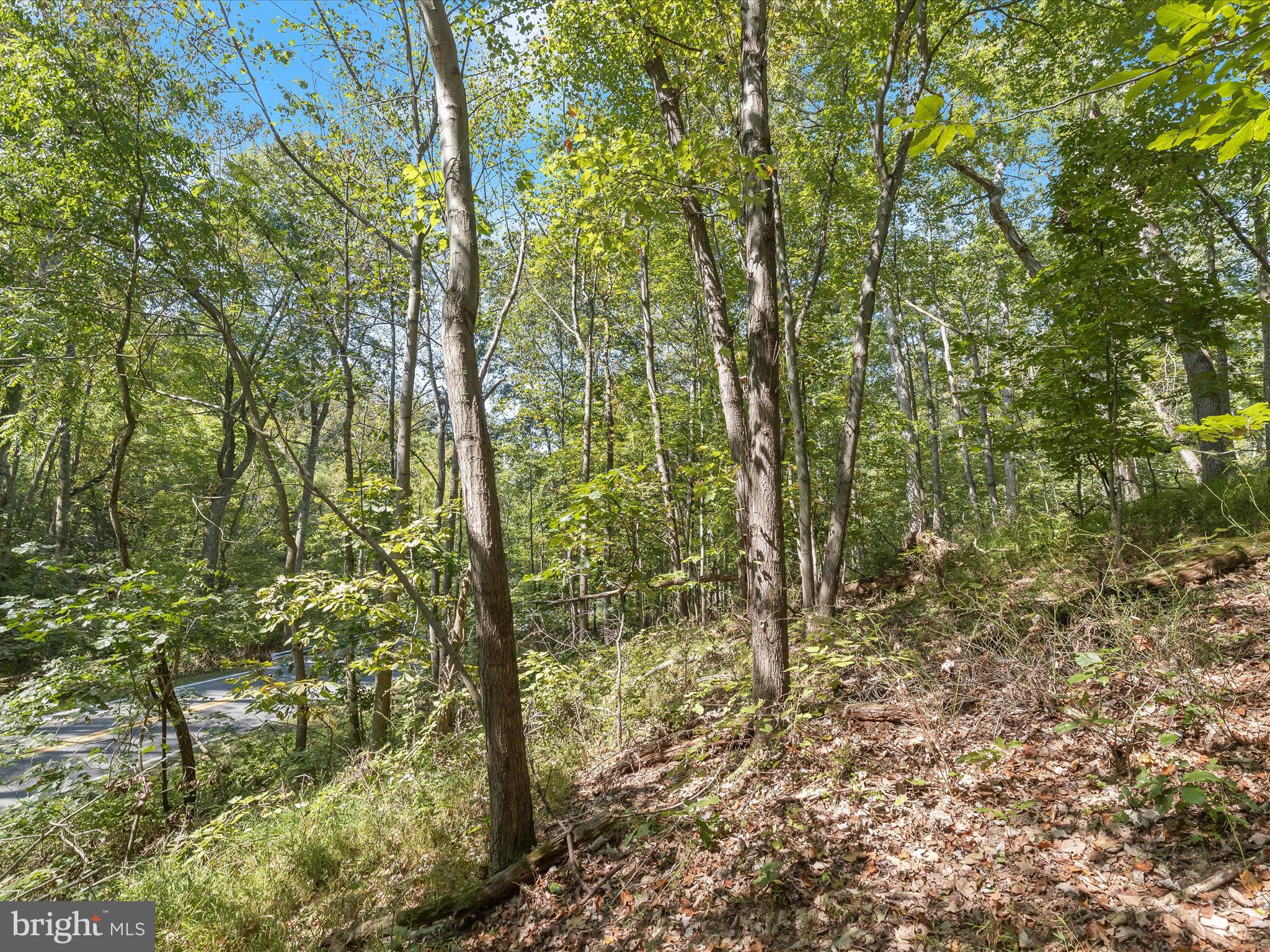 Silver Run Valley Westminster, MD 21158 - Photo 17 of 33 a view of a yard with plants and trees