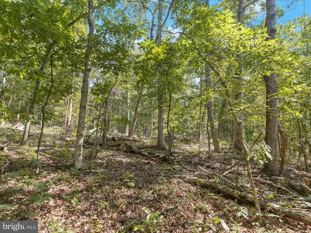 a view of a yard with plants and tree