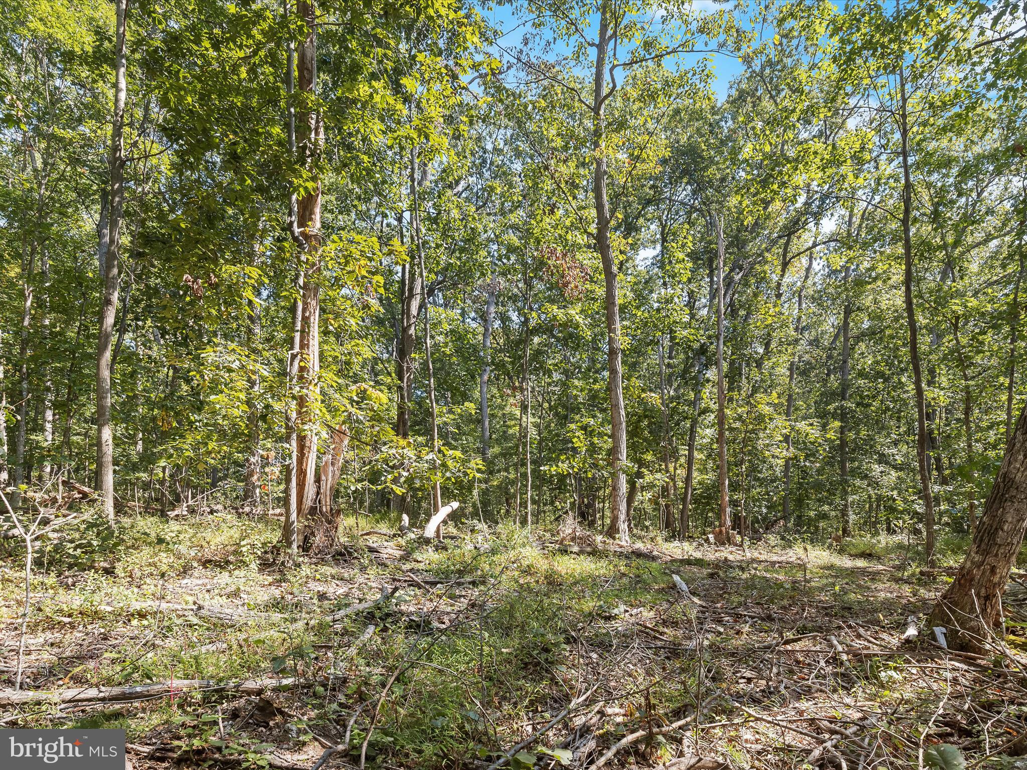Silver Run Valley Westminster, MD 21158 - Photo 9 of 33 a view of forest