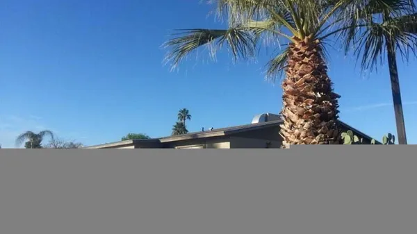 a view of a room with a palm tree
