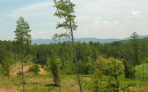 2 Ridgeline Estates Copperhill, TN 37317 - Photo 1 of 1 Main View