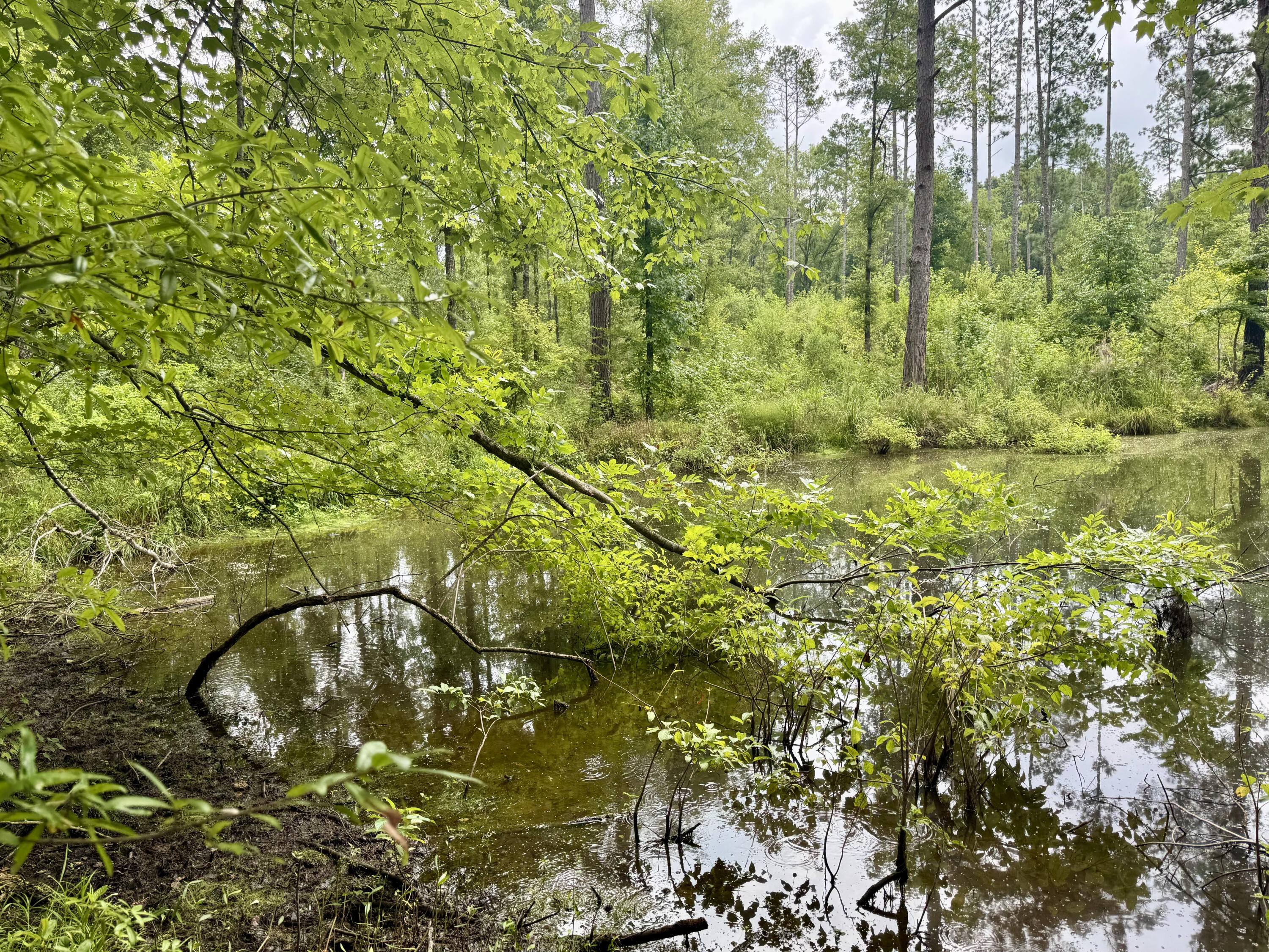Lot B Camp Creek Road Lancaster, SC 29720 - Photo 3 of 9