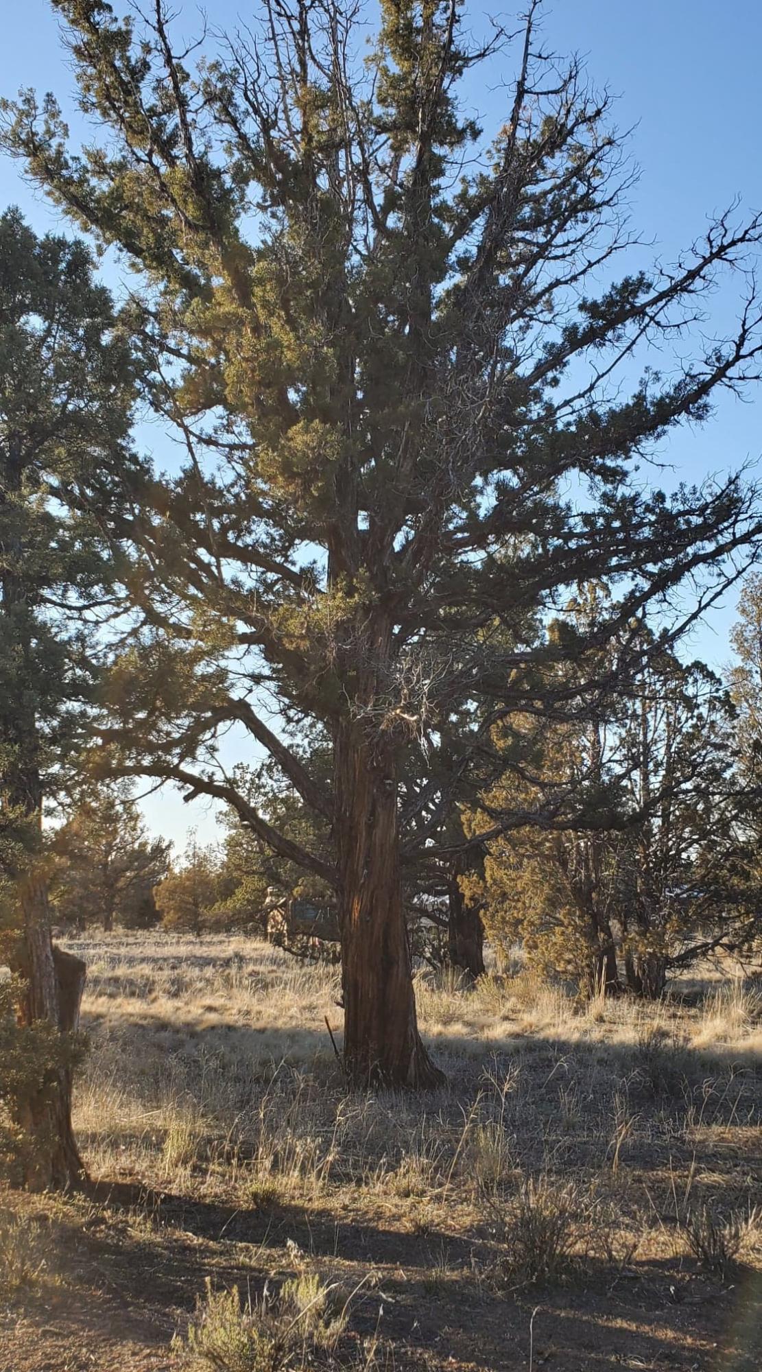 Southeast Huron Road Prineville, OR 97754 - Photo 7 of 25 6