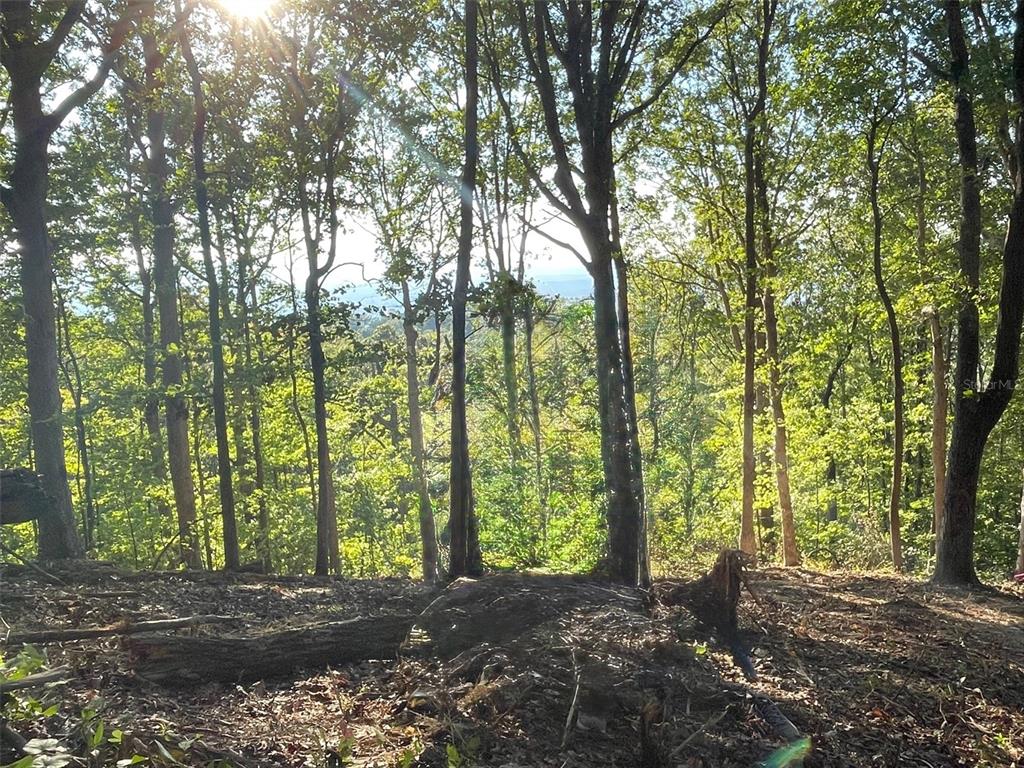 97 Wilderness Creek Way Murphy, NC 28906 - Photo 3 of 7 a view of outdoor space and trees