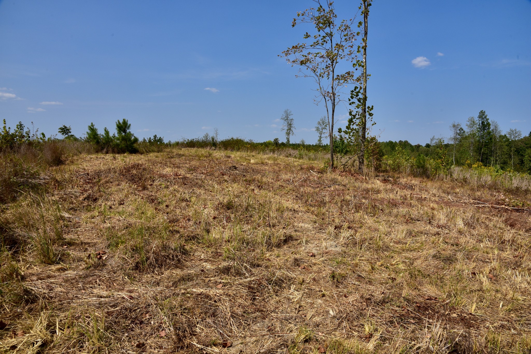 0 Fire Tower Road Erin, TN 37061 - Photo 12 of 31 Gallery Image 12