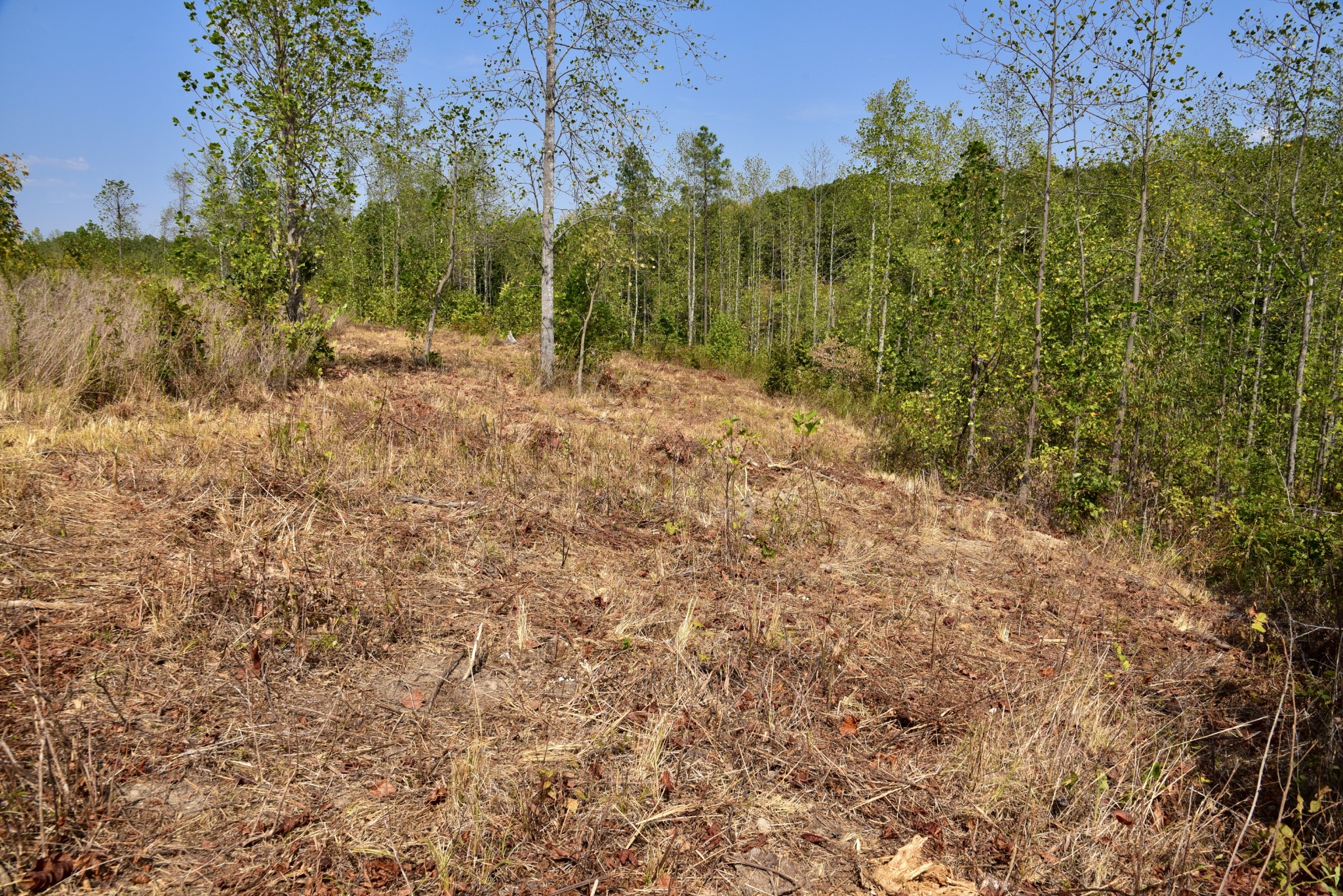 0 Fire Tower Road Erin, TN 37061 - Photo 13 of 31 Gallery Image 13