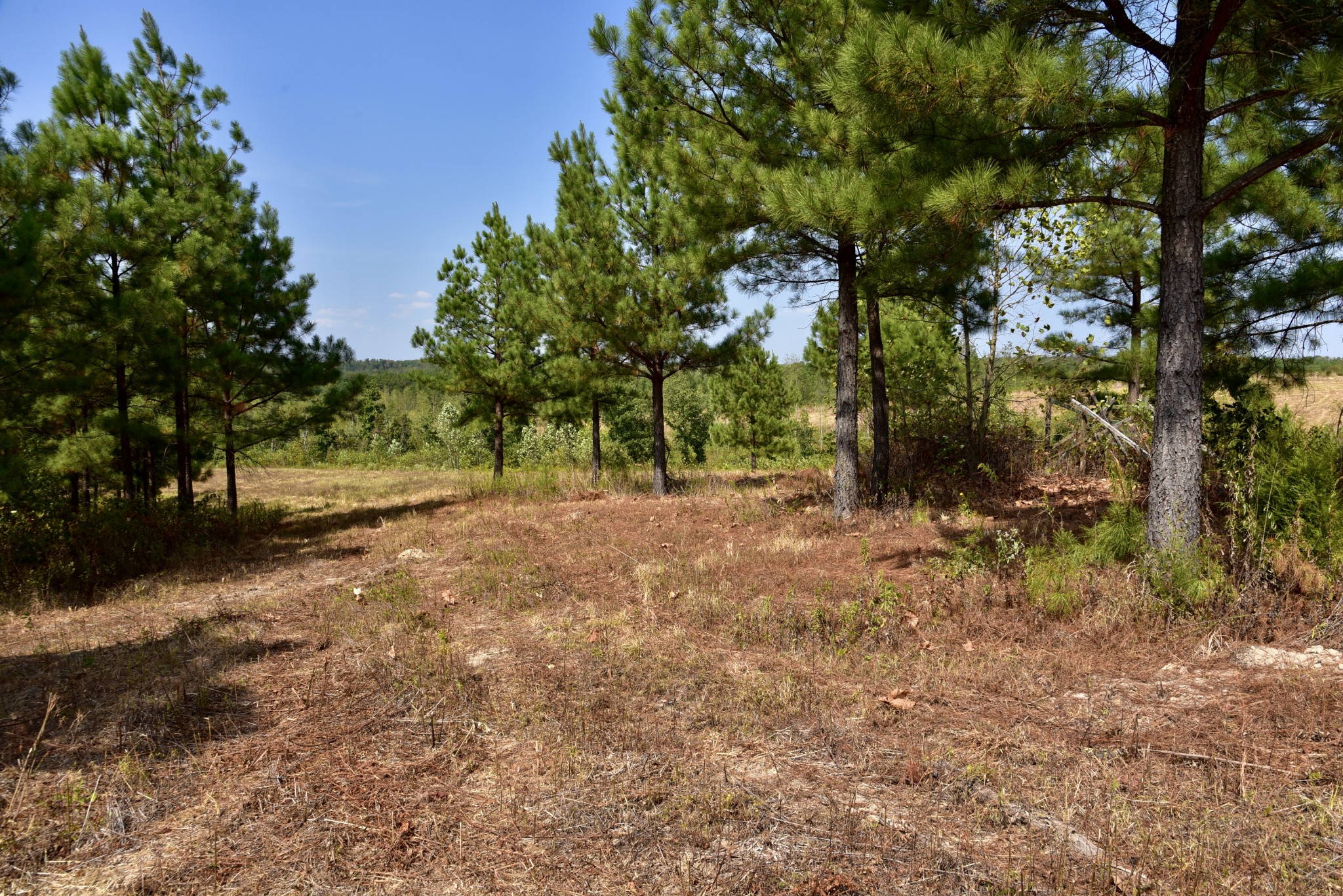 0 Fire Tower Road Erin, TN 37061 - Photo 25 of 31 Gallery Image 25
