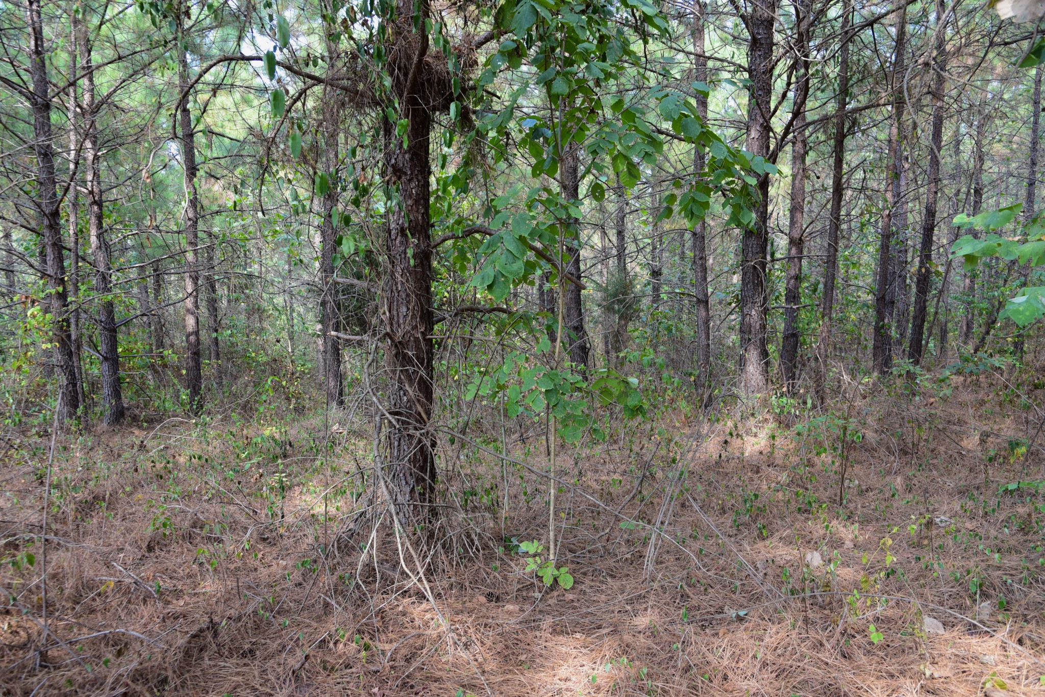 0 Fire Tower Road Erin, TN 37061 - Photo 30 of 31 Gallery Image 30