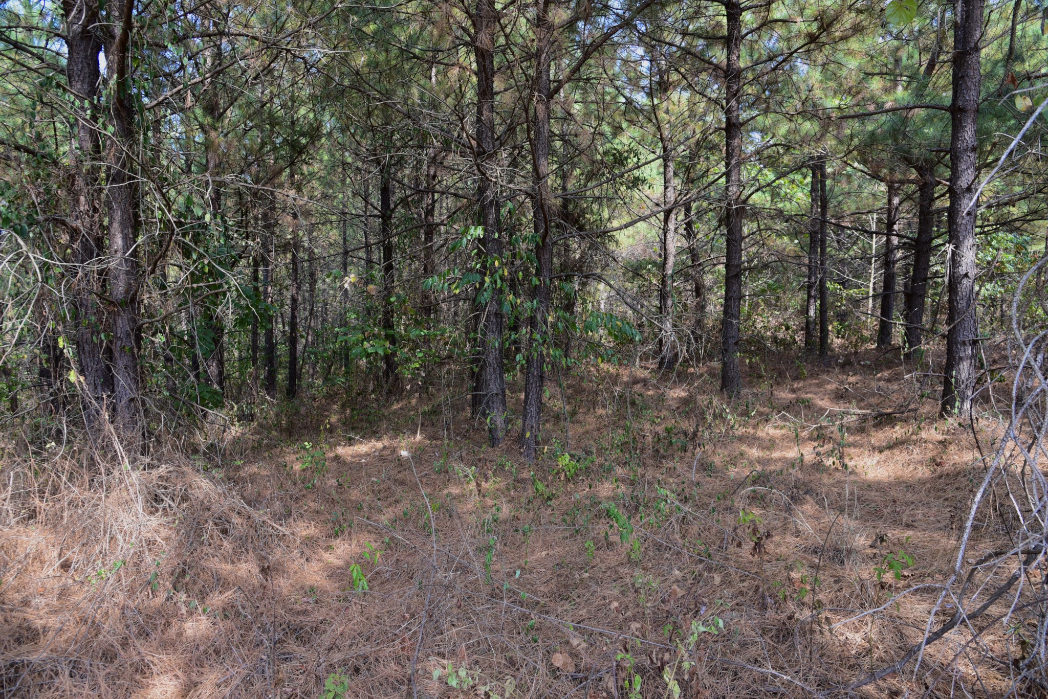 0 Fire Tower Road Erin, TN 37061 - Photo 31 of 31 Gallery Image 31