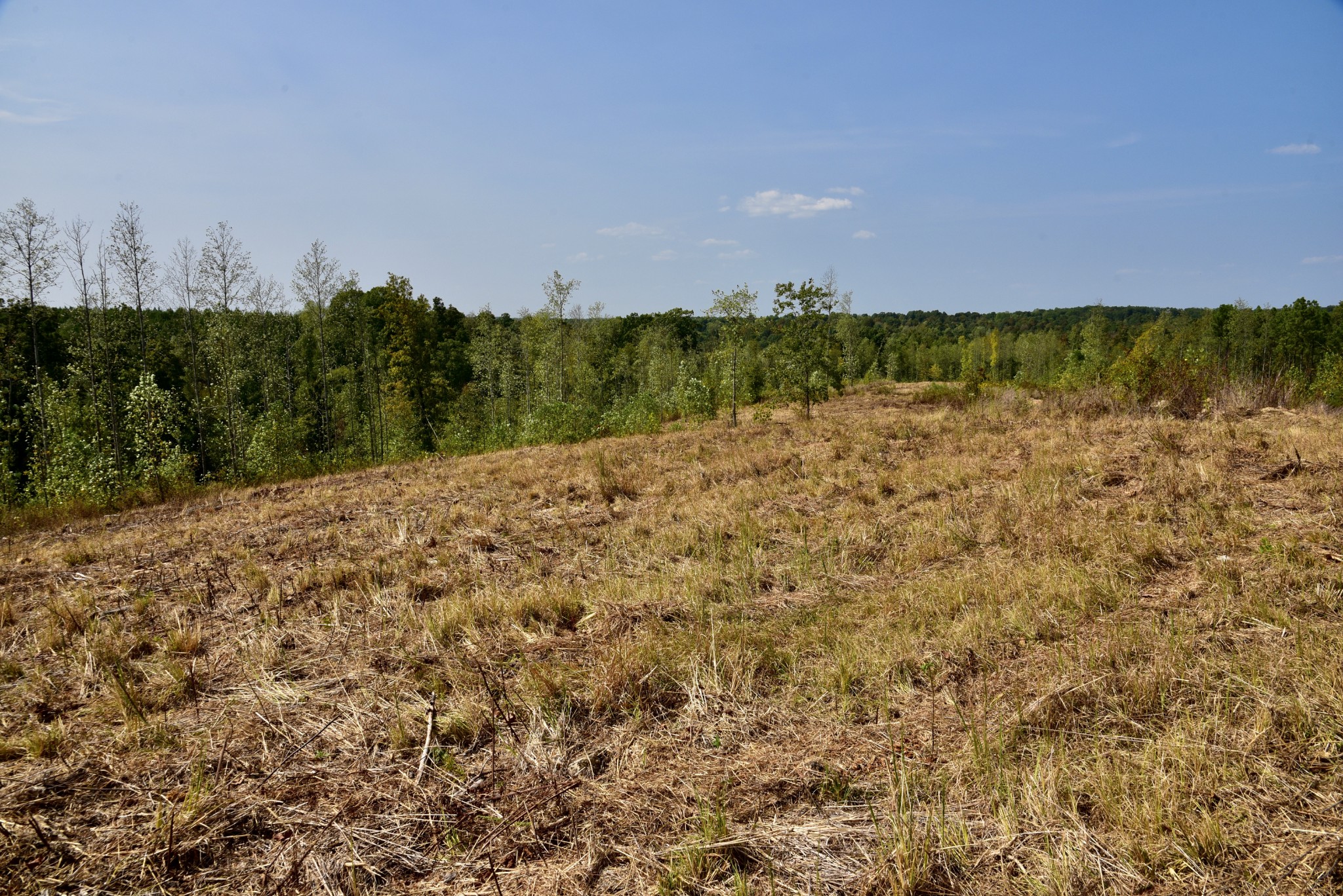 0 Fire Tower Road Erin, TN 37061 - Photo 8 of 31 Gallery Image 8