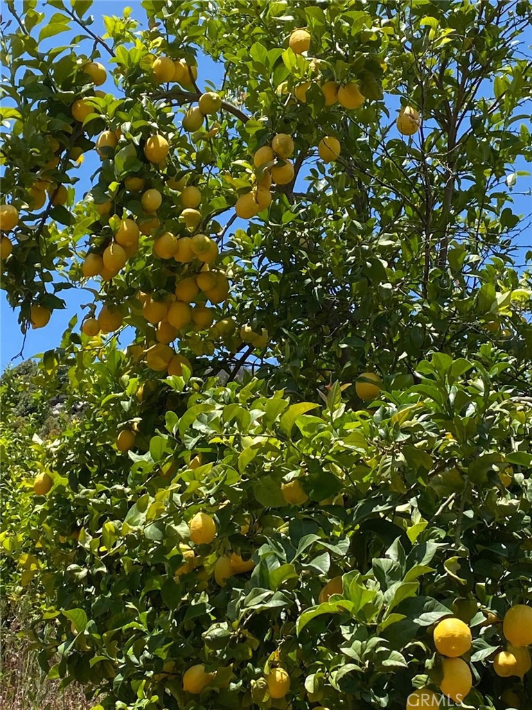 0 El Calamar Road Temecula, CA 92590 - Photo 11 of 20 a view of a tree