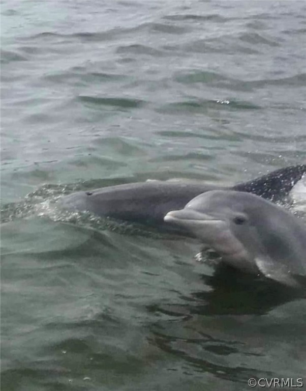 1163 Fleeton Road Reedville, VA 22539 - Photo 31 of 34 Dolphins seen in Reedville!