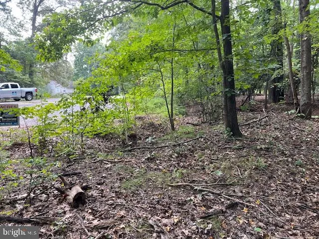 a view of a forest with trees