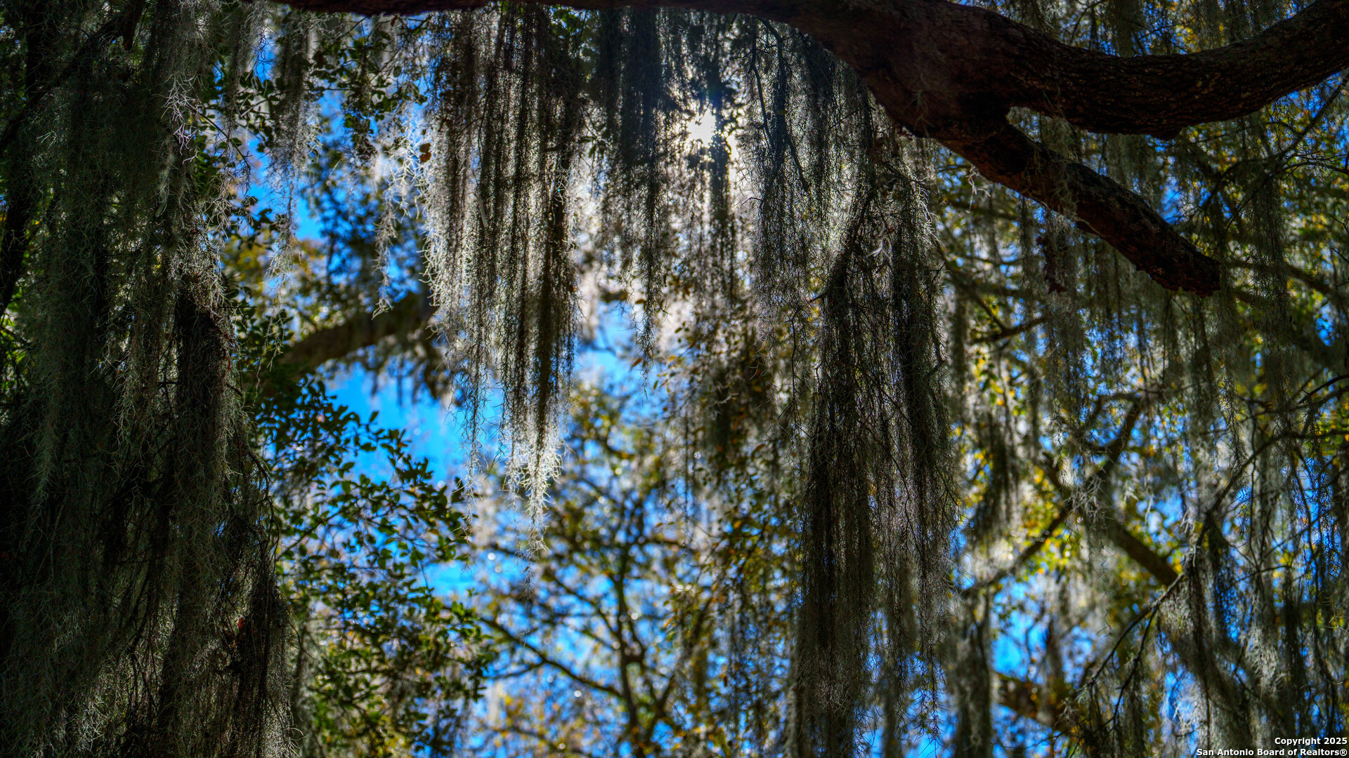 0 Private Road 4010 Beeville, TX 78102 - Photo 12 of 17