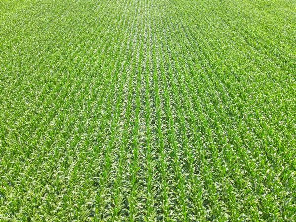 $420,000 | 8419 9 South 800 West, Modoc, IN 47358