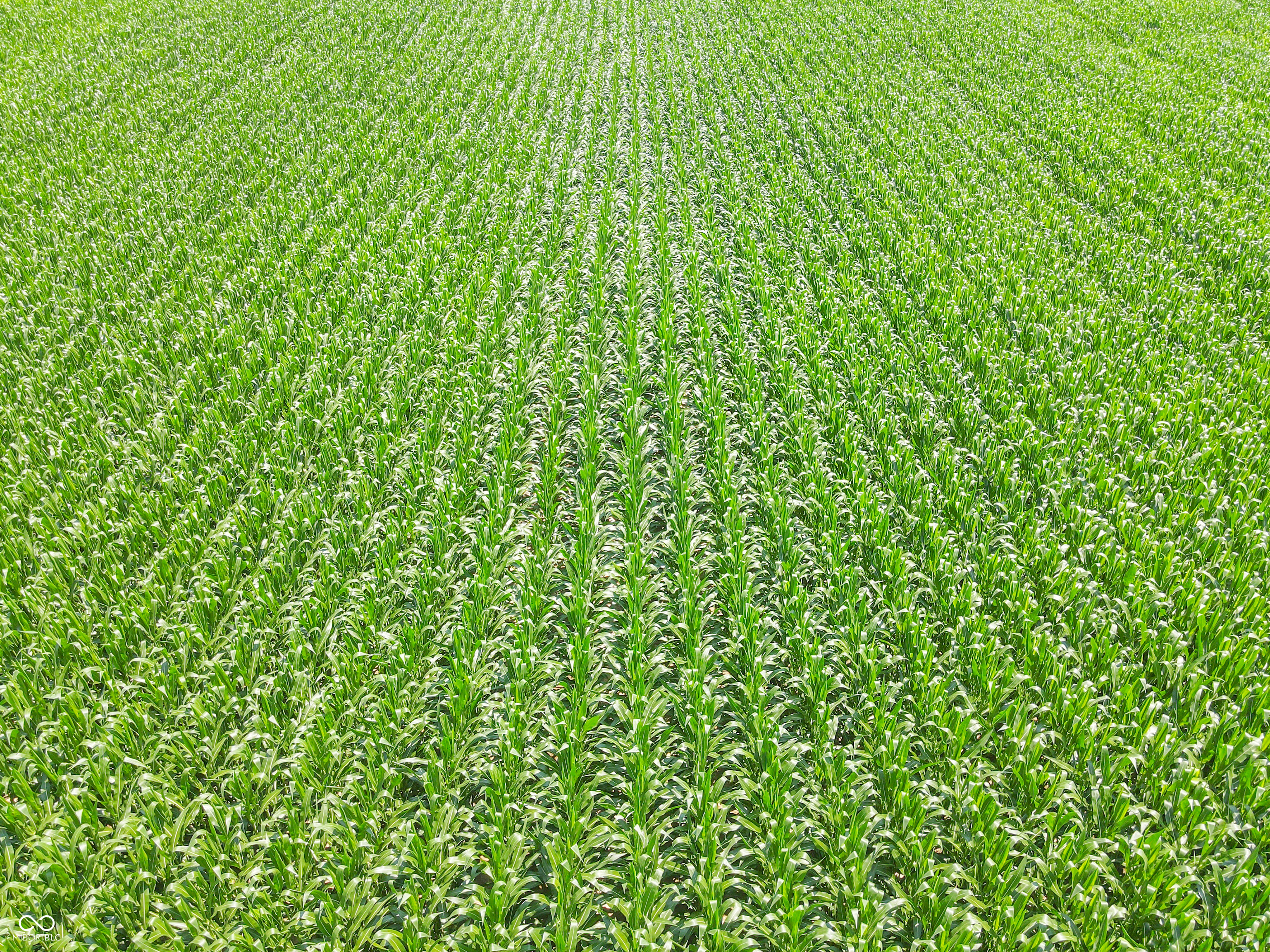 8419 9 South 800 West Modoc, IN 47358 - Photo 13 of 25