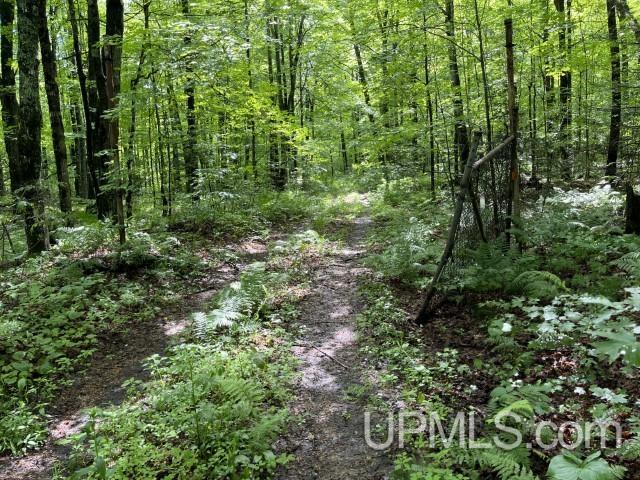 40-acres New DNR Road Crystal Falls, MI 49920 - Photo 4 of 46