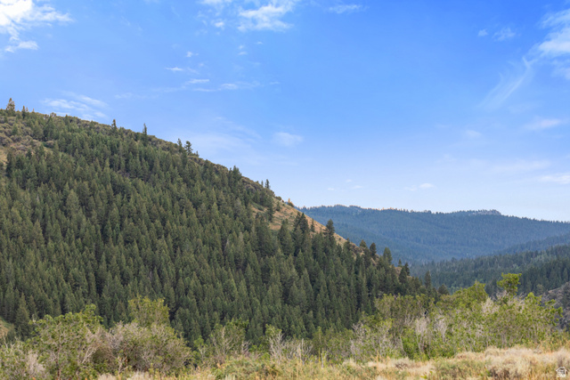 Expansive natural landscape featuring rolling hills and dense evergreen forests