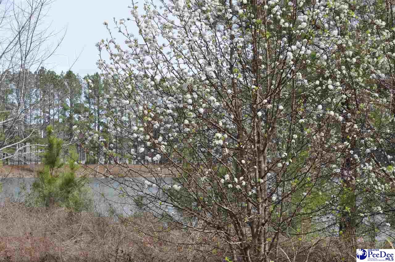 Tbd Crater Road Marion, SC 29571 - Photo 2 of 33 Gallery Image 2